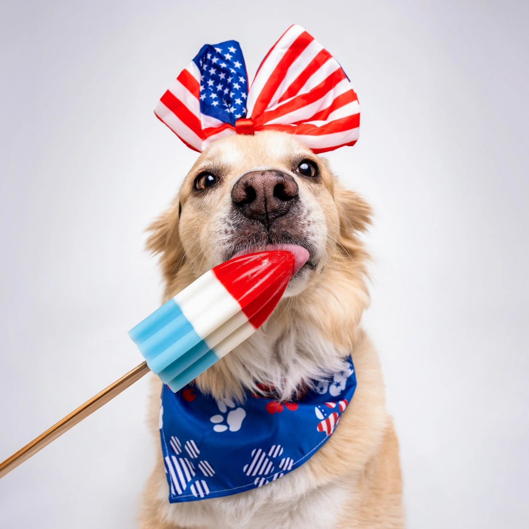 Happy 4th of July! ❤🤍💙 Keep your pets safe and indoors tonight! 🎆🧨