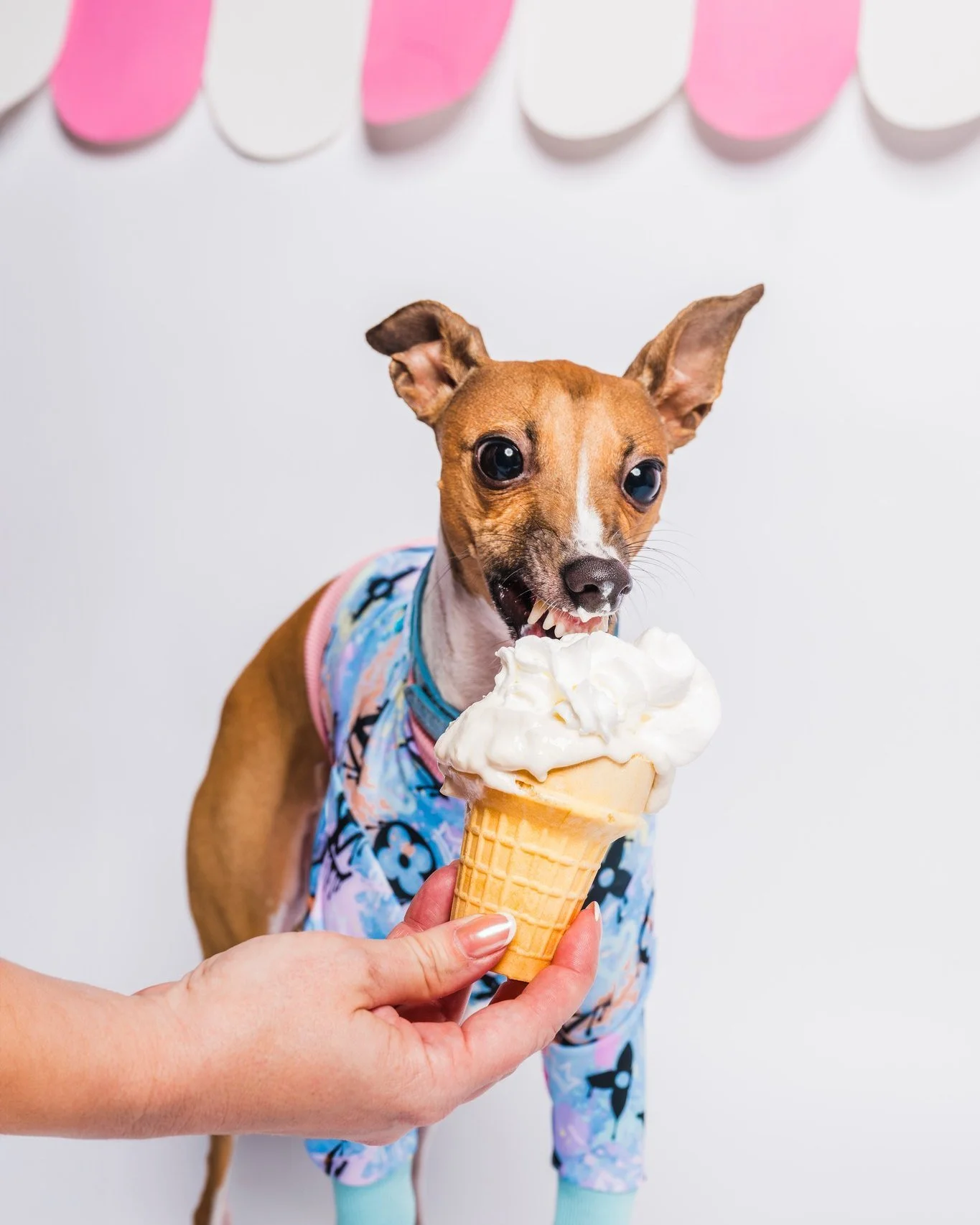 I have to say, it's pretty rare that any of my photoshoot events turn out exactly the way I envisioned them. But these ice cream sessions were absolute perfection and I couldn't be happier with how they turned out. I *love* photos where a dog doesn't