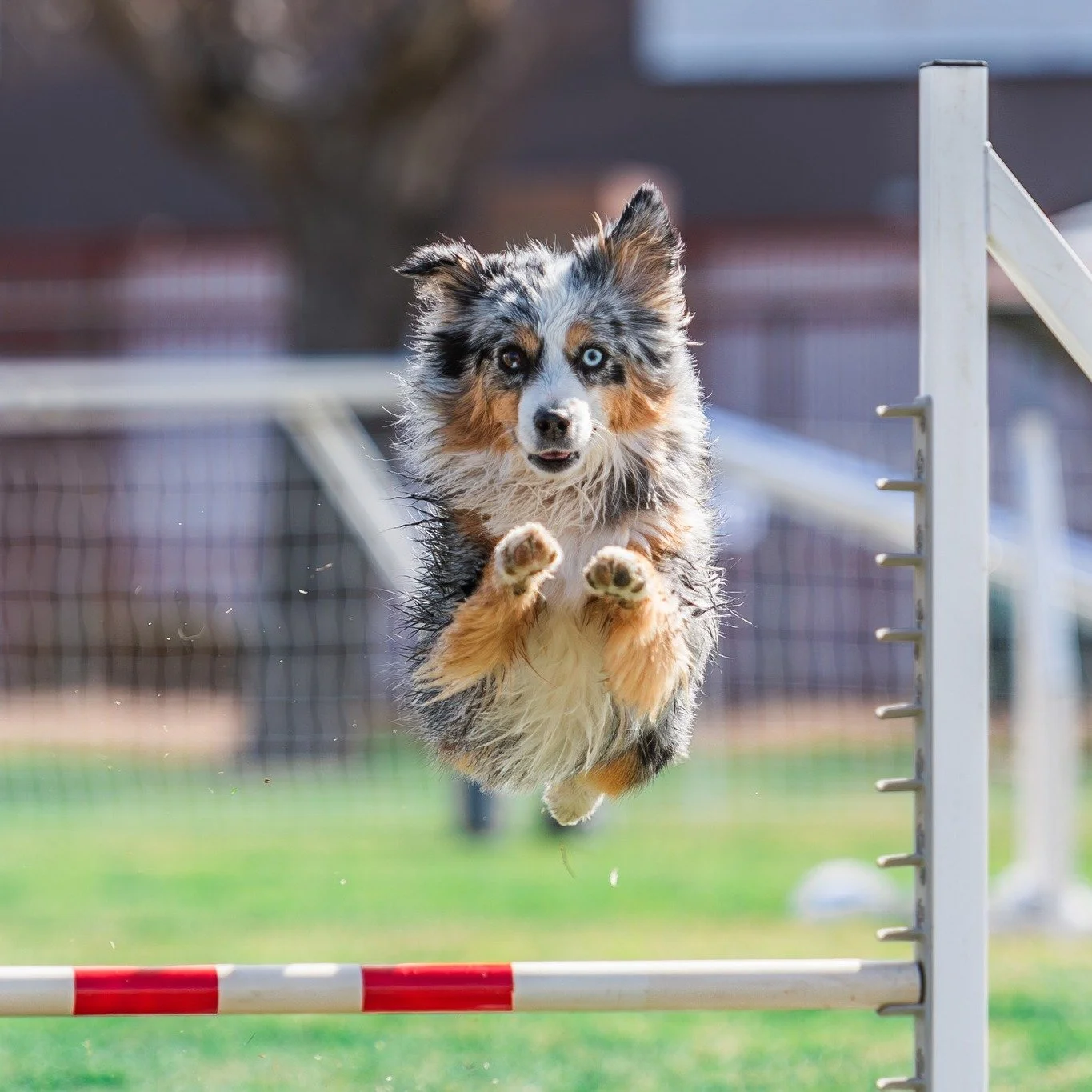 Happy Leap Day! I had the pleasure of photographing an agility trial last weekend and it was SO much fun! I am hooked! I don't know much about agility and how the scoring system works, but in my head, I awarded extra points to the following:

🐾 Dogs