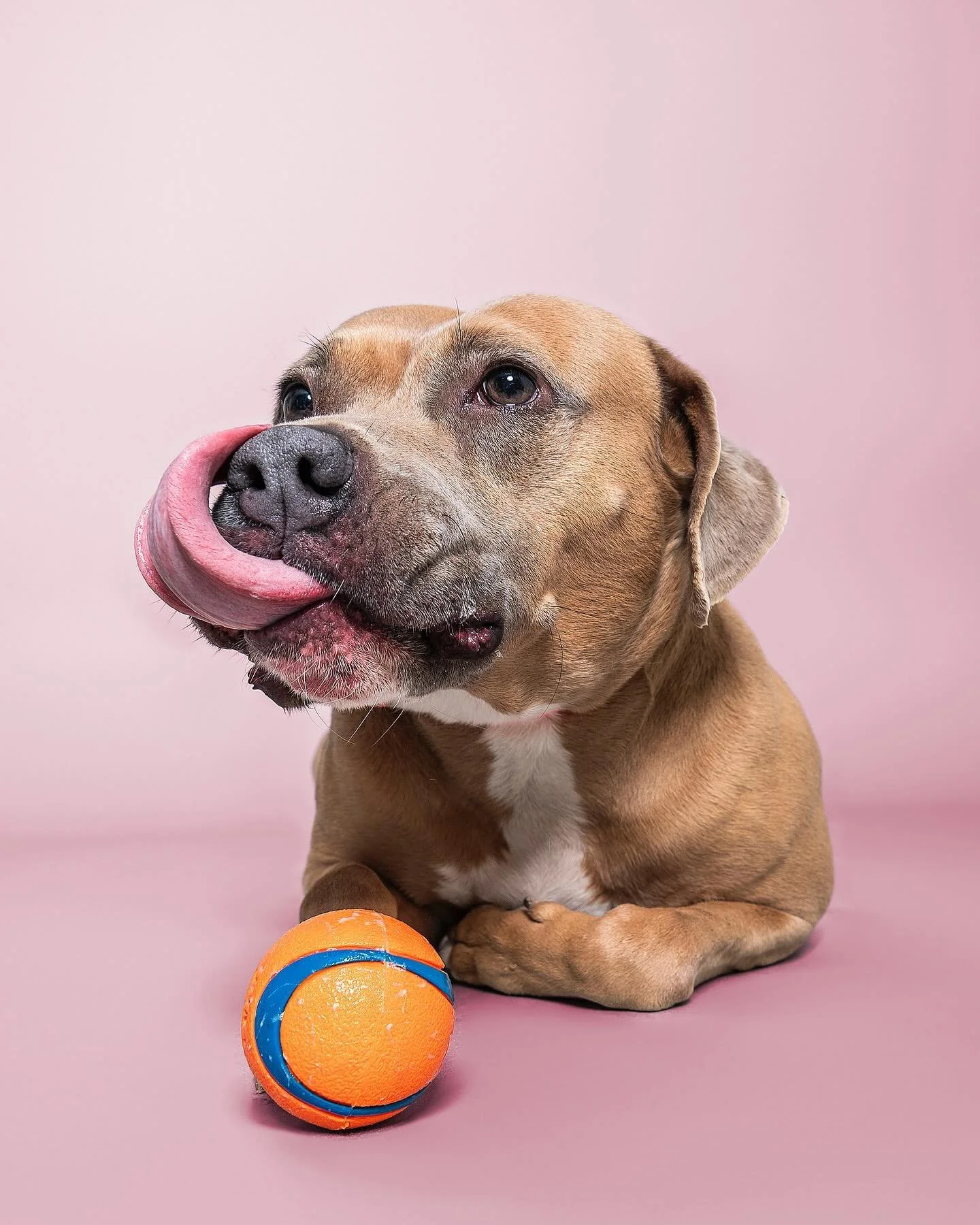 You simply *have* to meet Meadow! This certified Good Girl&trade;️ has been in rescue for almost two years searching for the perfect family to love! She is sweet, snuggly, and so affectionate. You know those special dogs who just have a sixth sense f
