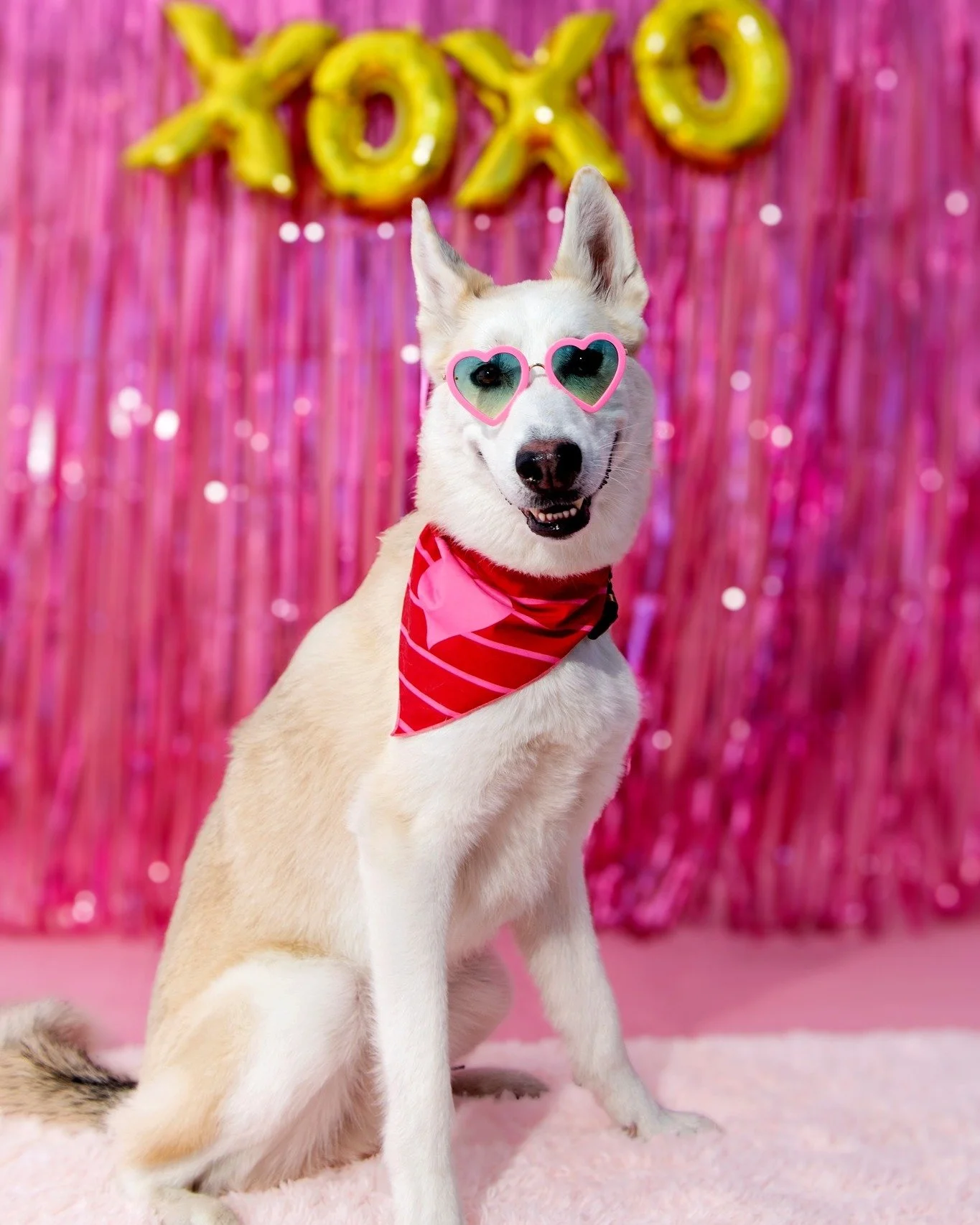Happy Valentine's Day! Here's to capturing love in every wag and furry embrace!🐾❤️ May your day be filled with unconditional love and lots of slobbery kisses. 💕

 #dogs #dogphotography #phoenix #dogmom #dogphotographer #dogsofphoenix #dogphotos #do