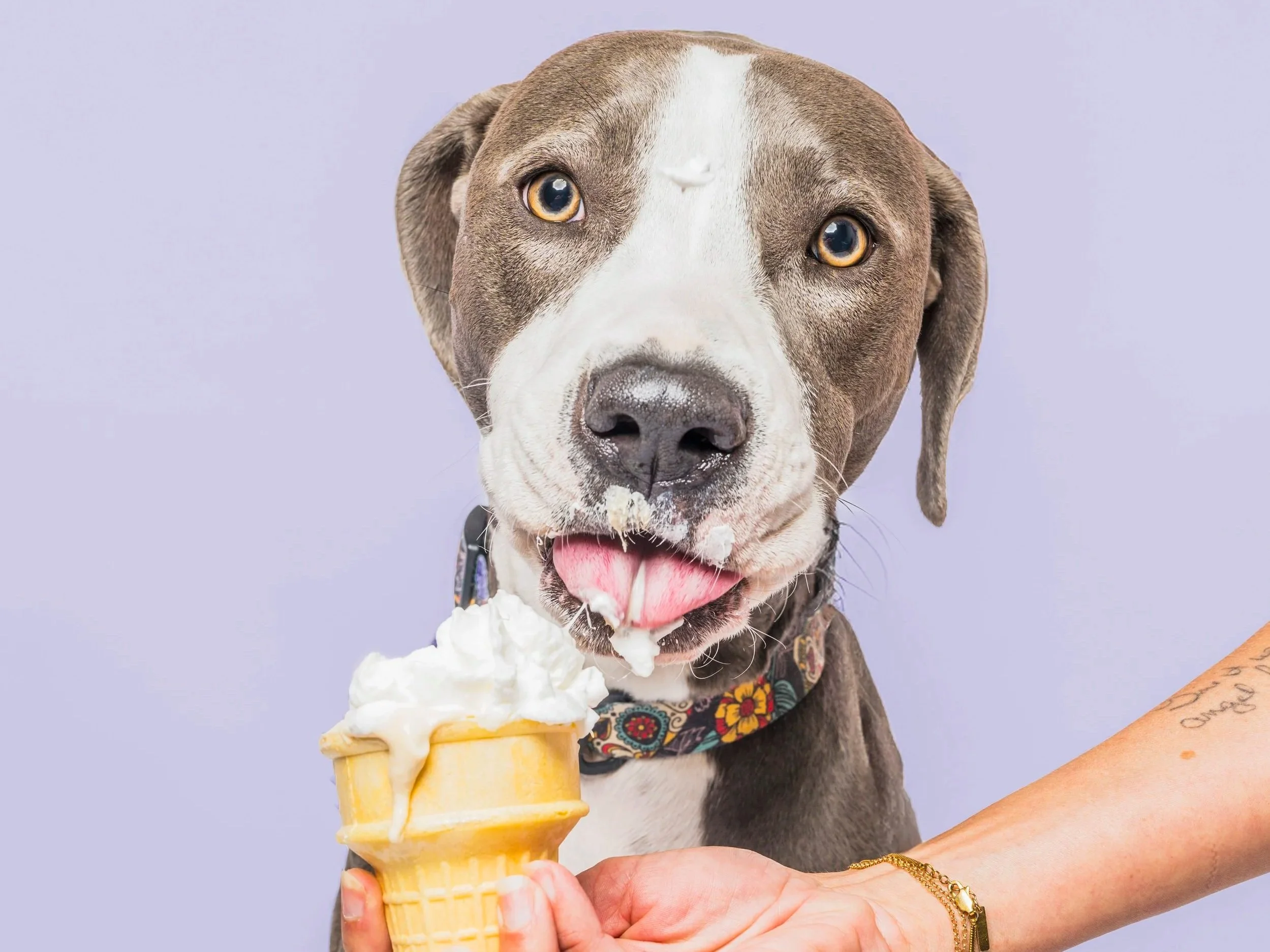 Ice Cream Photos