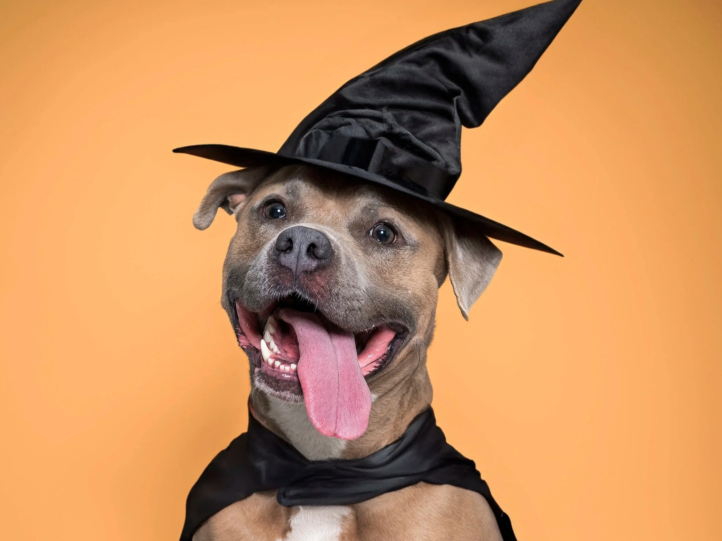 HOWLoween @ Hair of the Dog