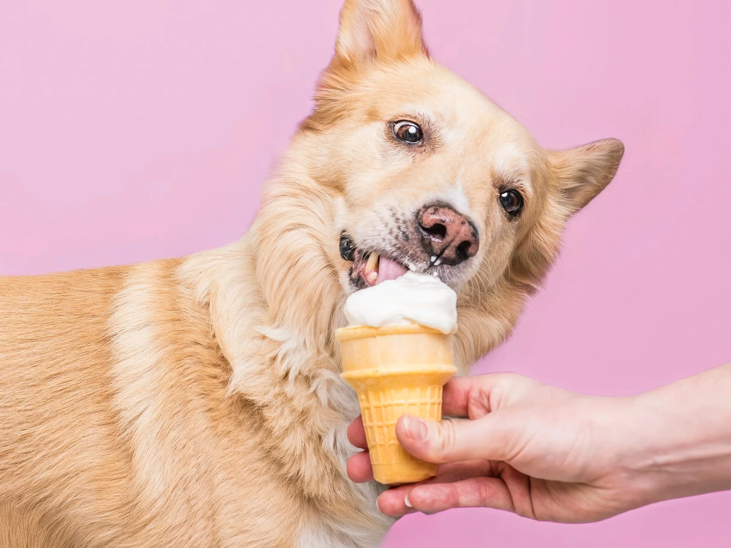 Ice Cream Photos