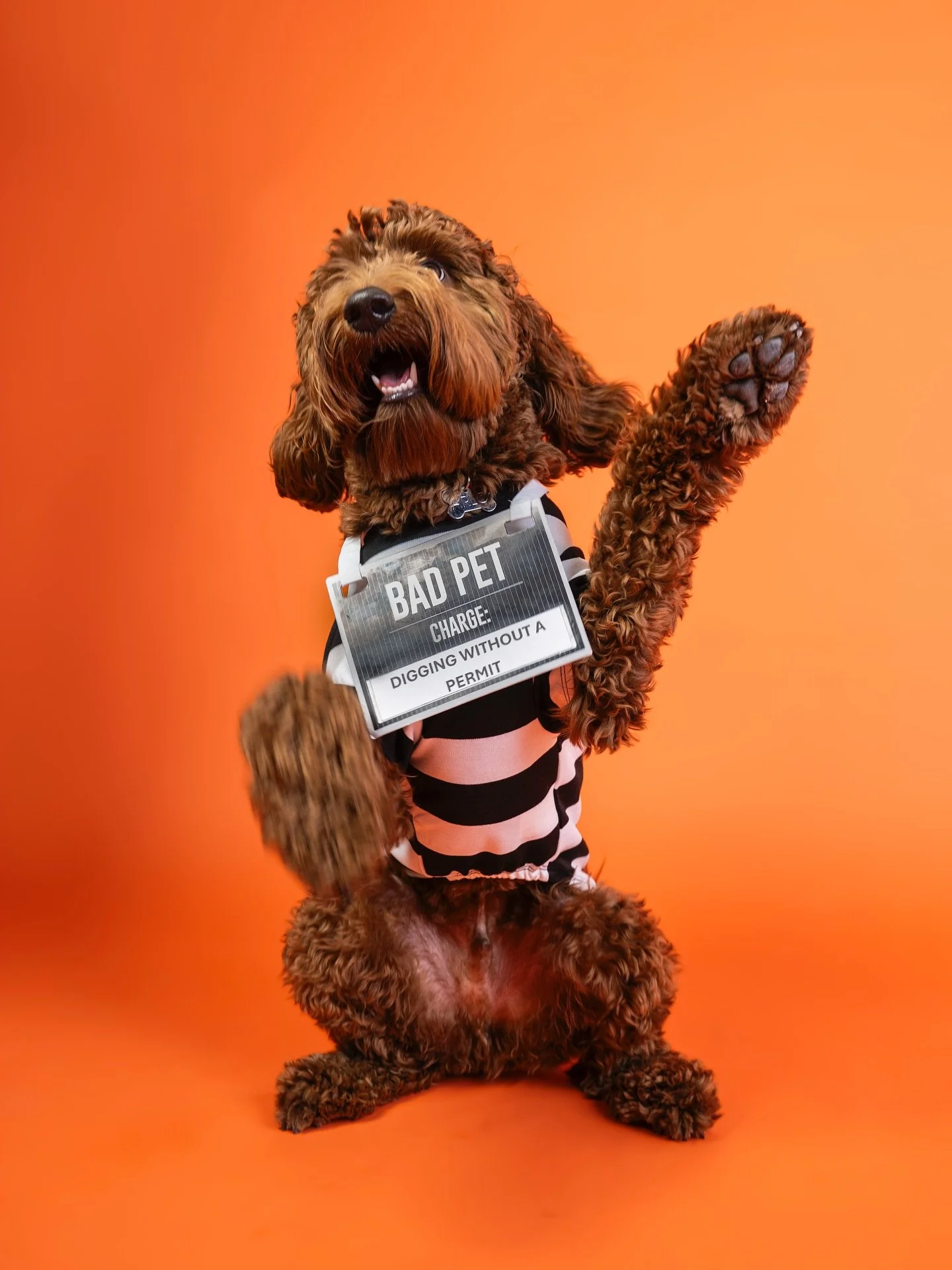 You can still get a super cute or spooky Halloween portrait of your dog (and receive it before the 31st)! Come find me at @pupfestival tomorrow, Saturday the 25th for 3 for $30 Halloween Pup Portraits! (Backdrop will be purple 💜)

Thank you to @hair