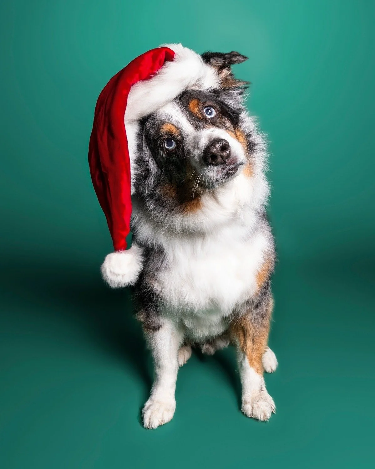 This Saturday, Nov. 1: You can Walk to Save Animals AND get your dog's holiday portrait done! I'll be set up in the Pet Marketplace at Arizona Animal Welfare League's annual event, Walk to Save Animals, doing 3 for $30 Christmas Pup Portraits with al
