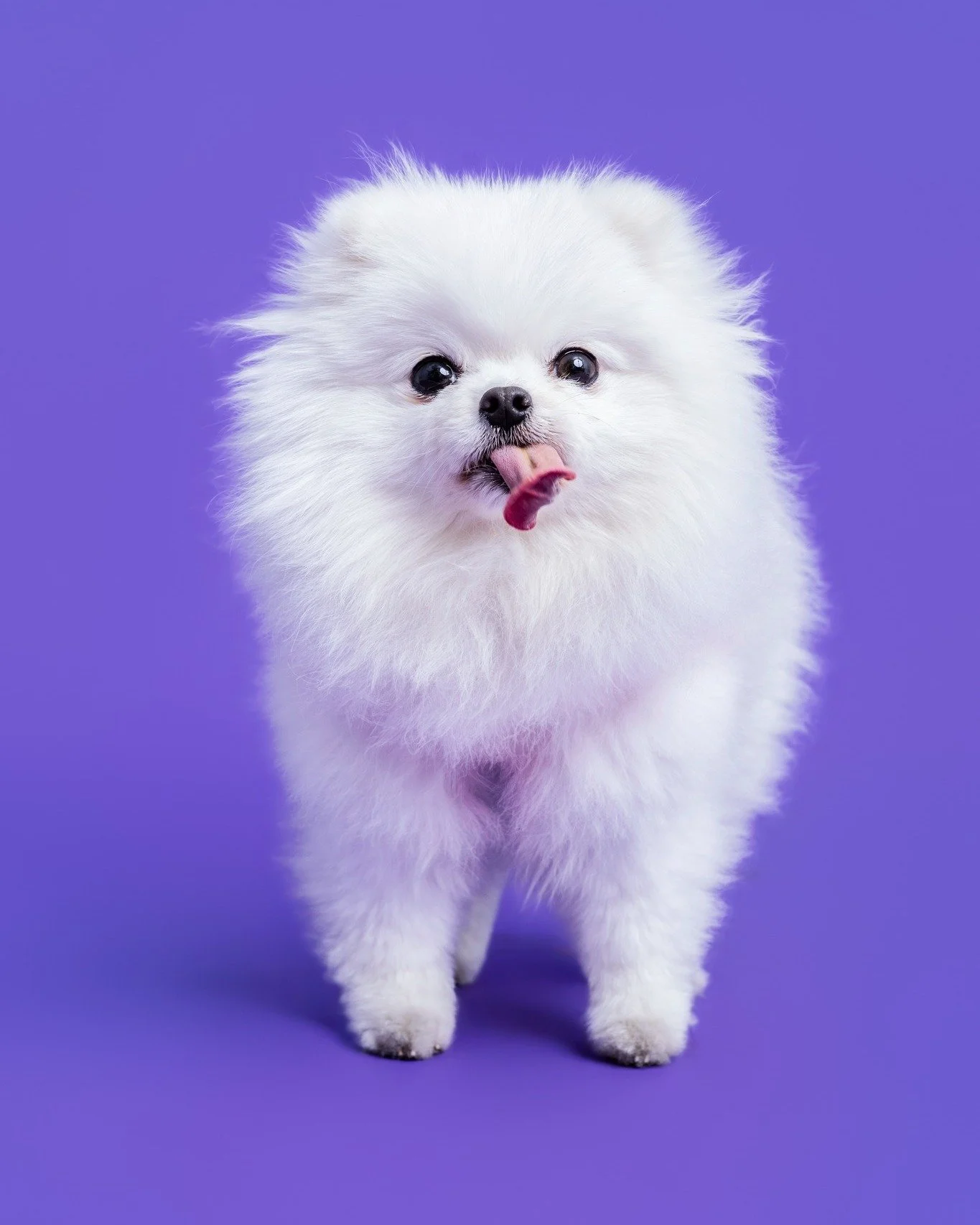 @pupfestival photos ➡ in your inbox! Thank you to everyone who came out! I photographed over 60 dogs and didn't have a moment to rest until the very end, but it was SO worth it to meet and snap all your sweet pups! (And see a whole bunch of familiar 