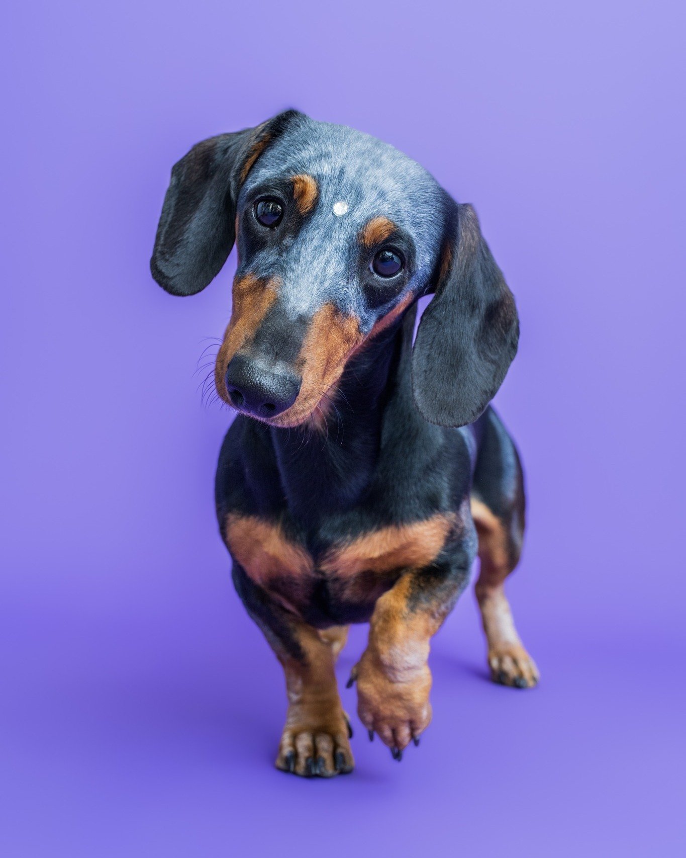 🎃 HAPPY HALLOWEEN! 🐶👻 What are you and your pet dressed up as today?