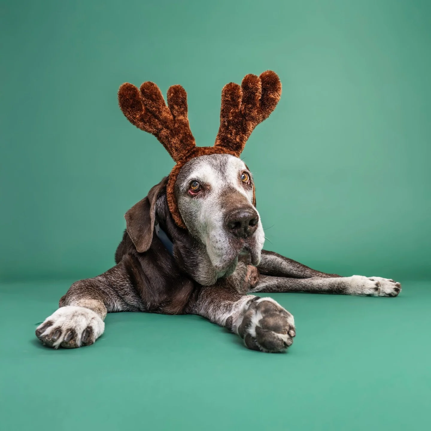 Happy Pawlidays to all! 🐾🎁✨