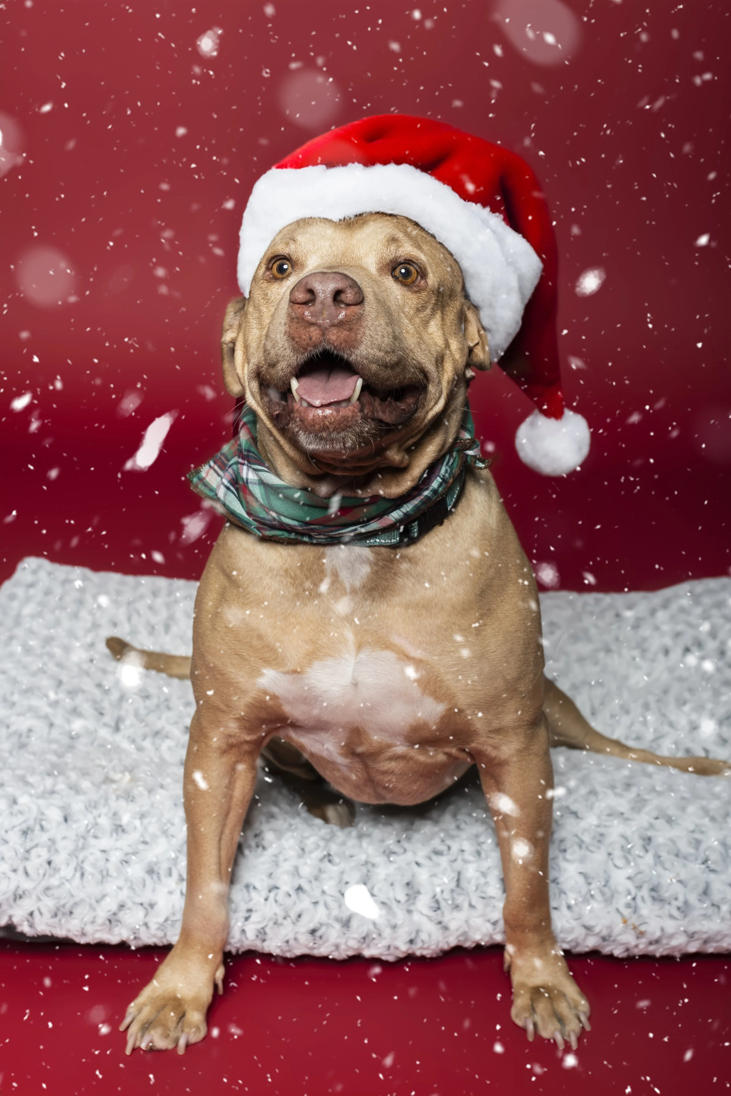 Profession portrait photography of pet dog for Christmas in Phoenix Arizona