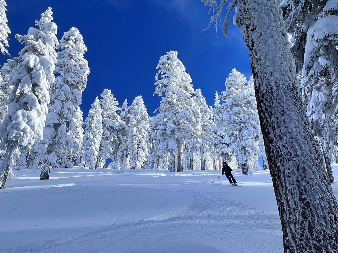 Skiing down between the tall lichen covered shasta trees