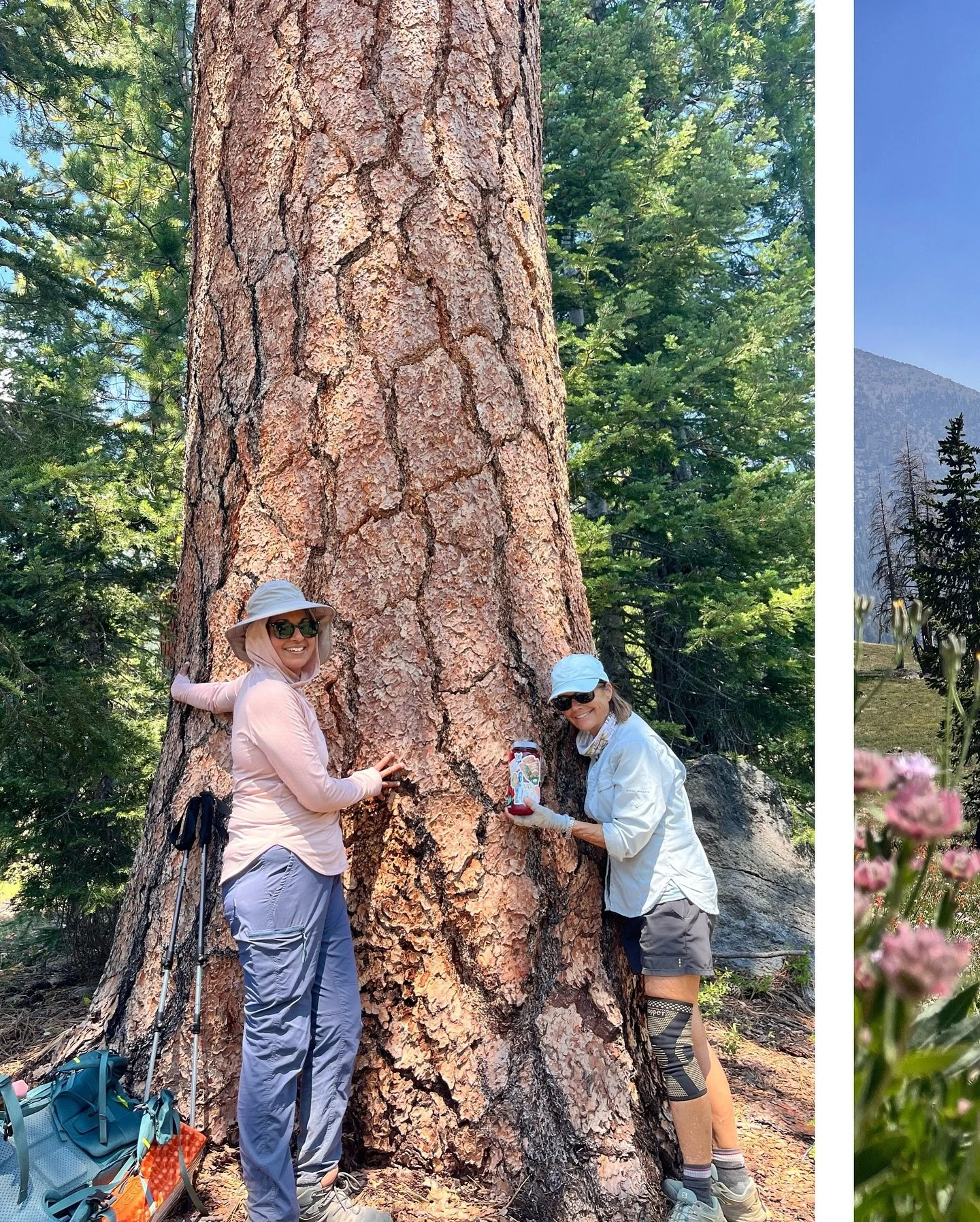 summer days on the PCT 🌼🌲🥾

our women's PCT trips are truly a special experience, and this weekend was no exception! big ponderosas, wildflowers as far as the eye can see, and views of the glorious mount shasta. it doesn't get better than that 🙂&