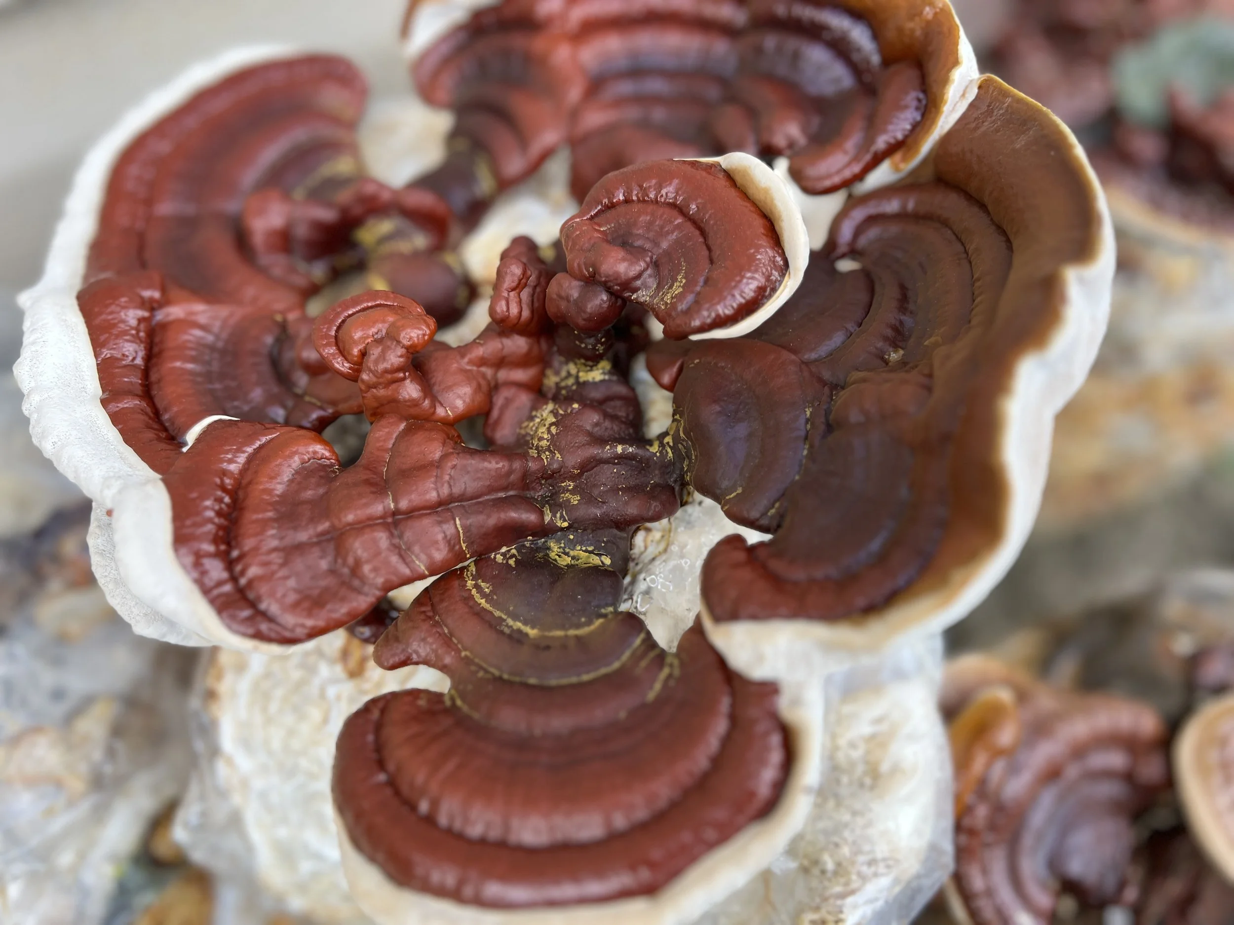 Shop Myzel Risin' High Potency Functional Reishi Mushroom Tincture for $38/bottle