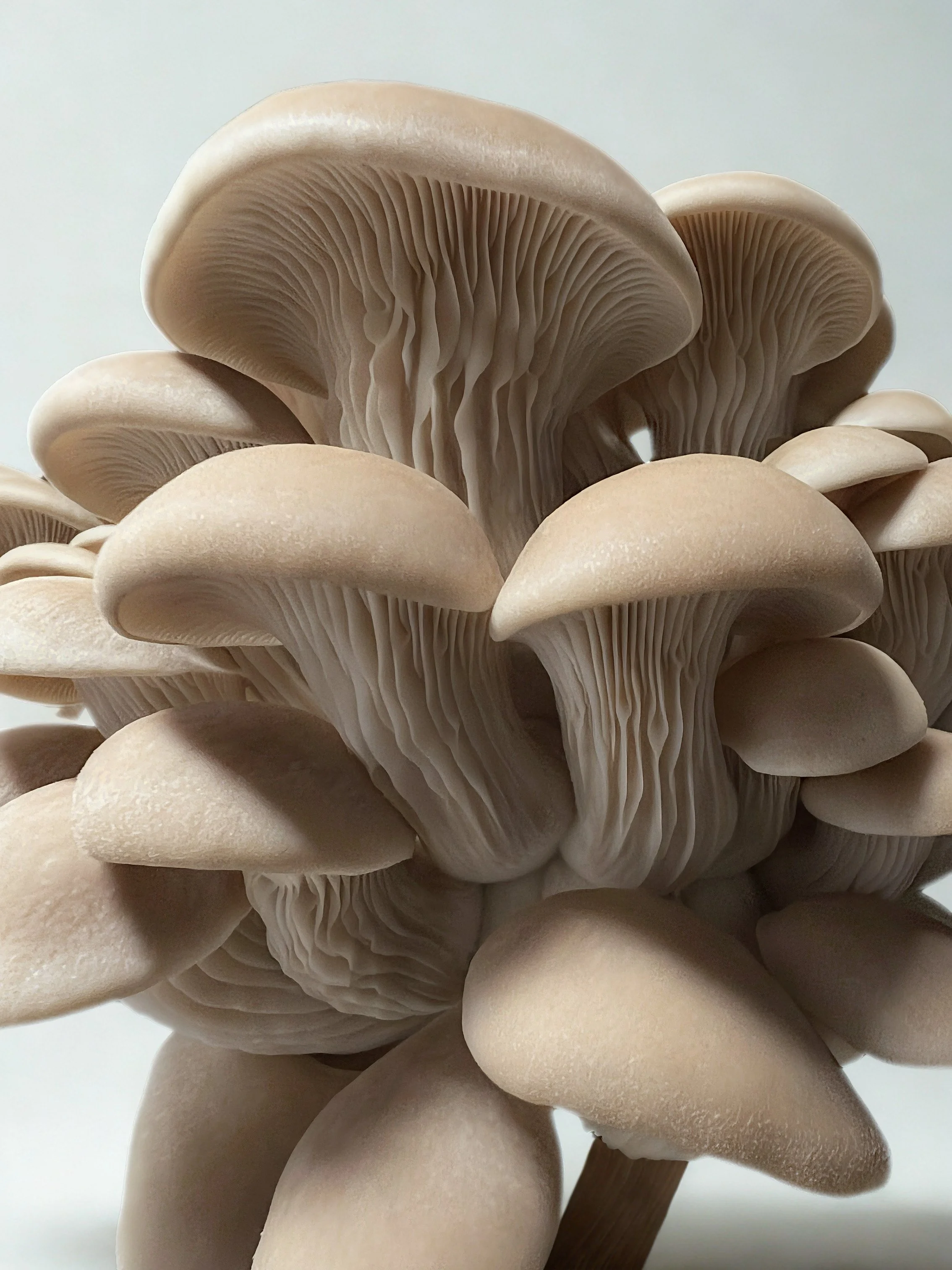 Turtlesong Oyster Gourmet Mushroom