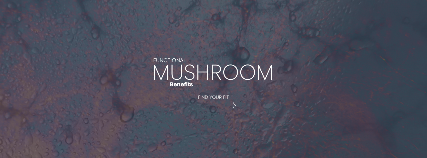 myzelrisin_functional-mushrooms.png