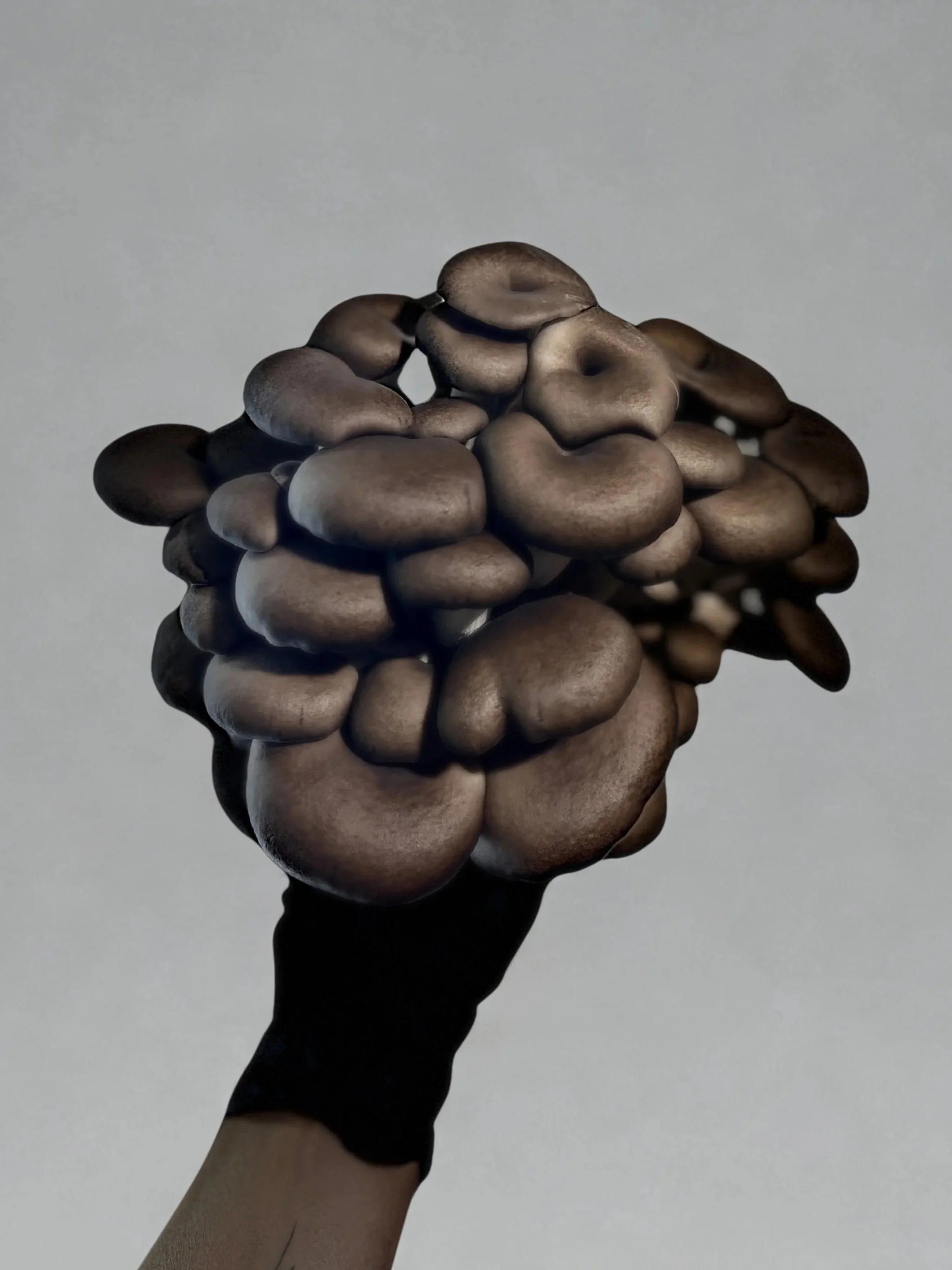 Myzel Risin' regional midwest oyster mushroom