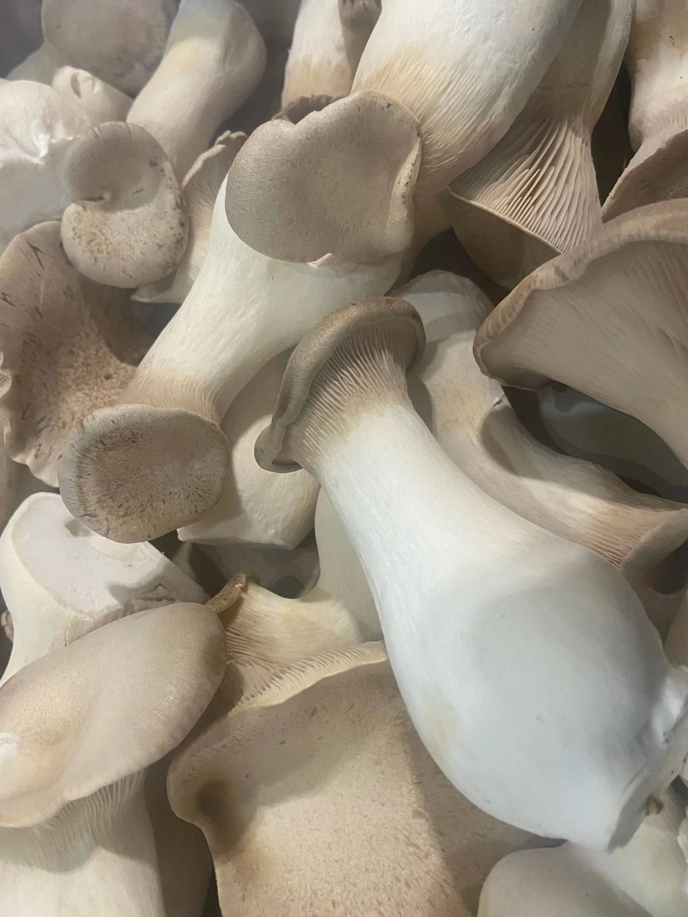 Myzel Risin' King Trumpet Oyster