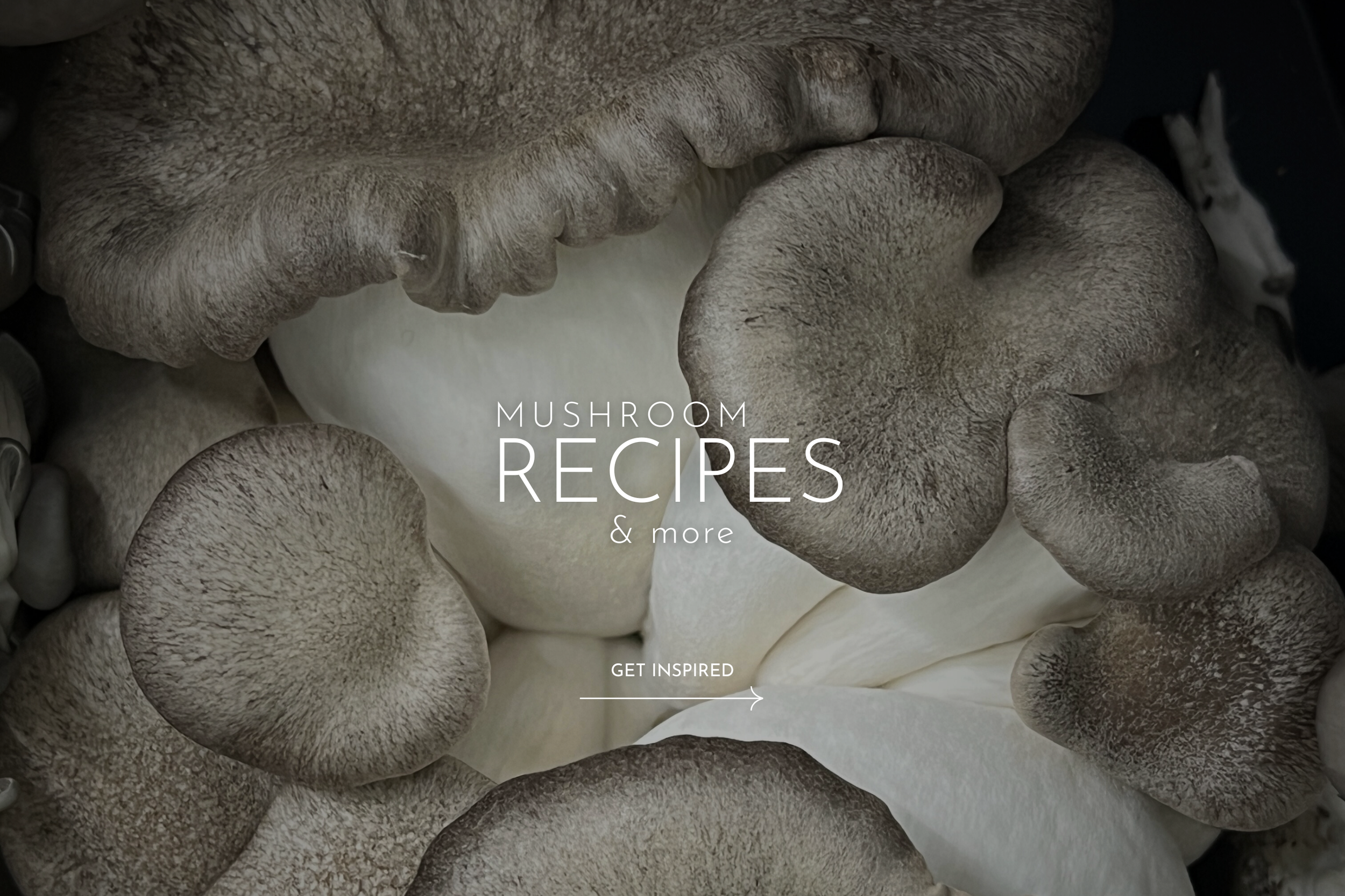 View Mushroom Recipes and tips for storing your fresh and freeze-dried mushrooms