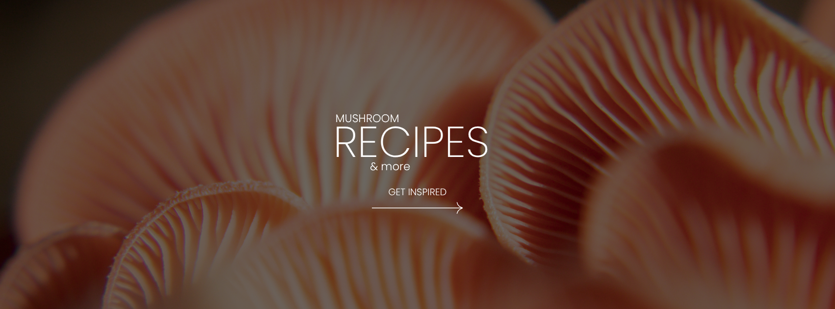 View Mushroom Recipes and tips for storing your fresh and freeze-dried mushrooms