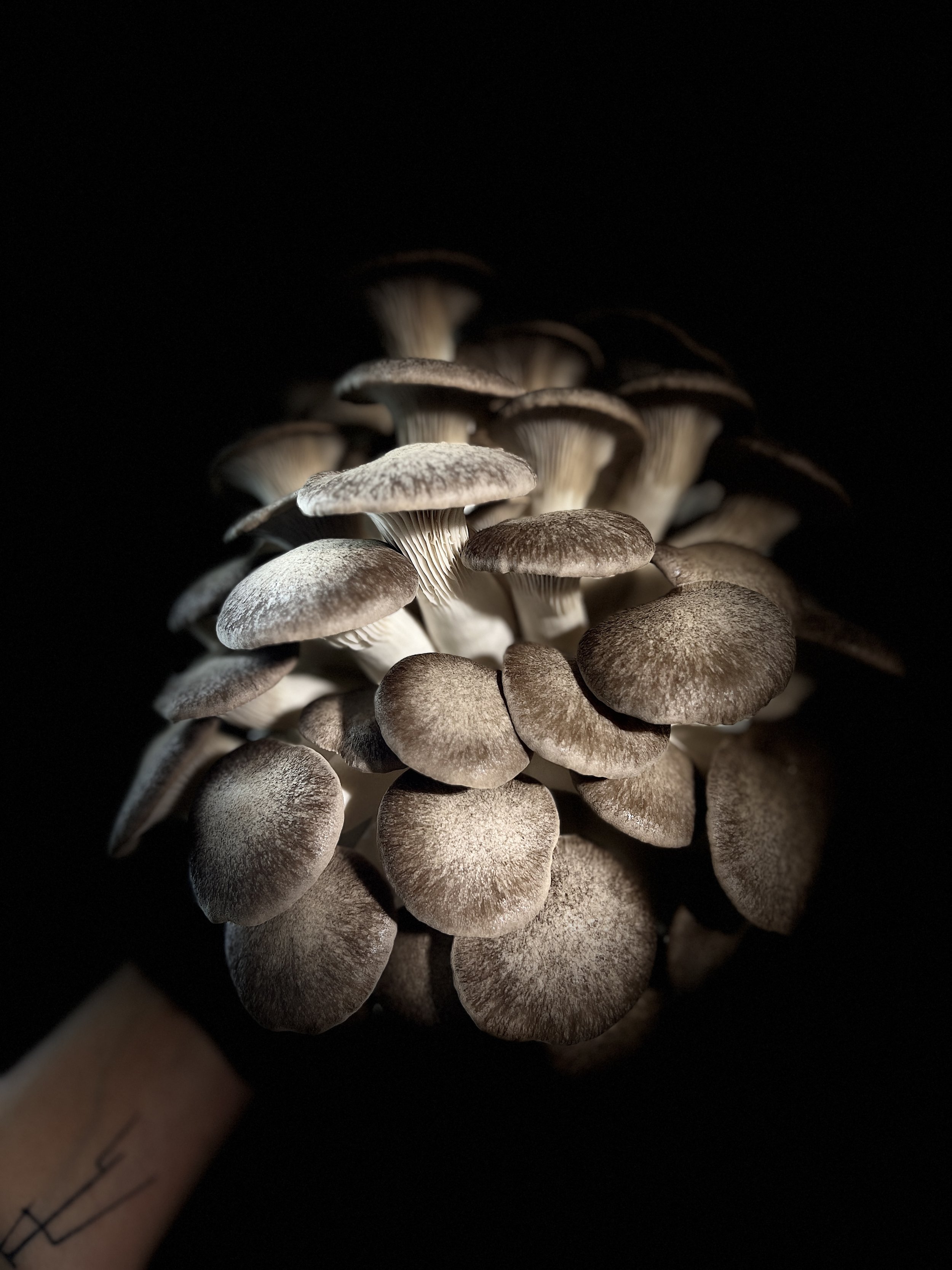 Organic Black Oyster Gourmet mushroom