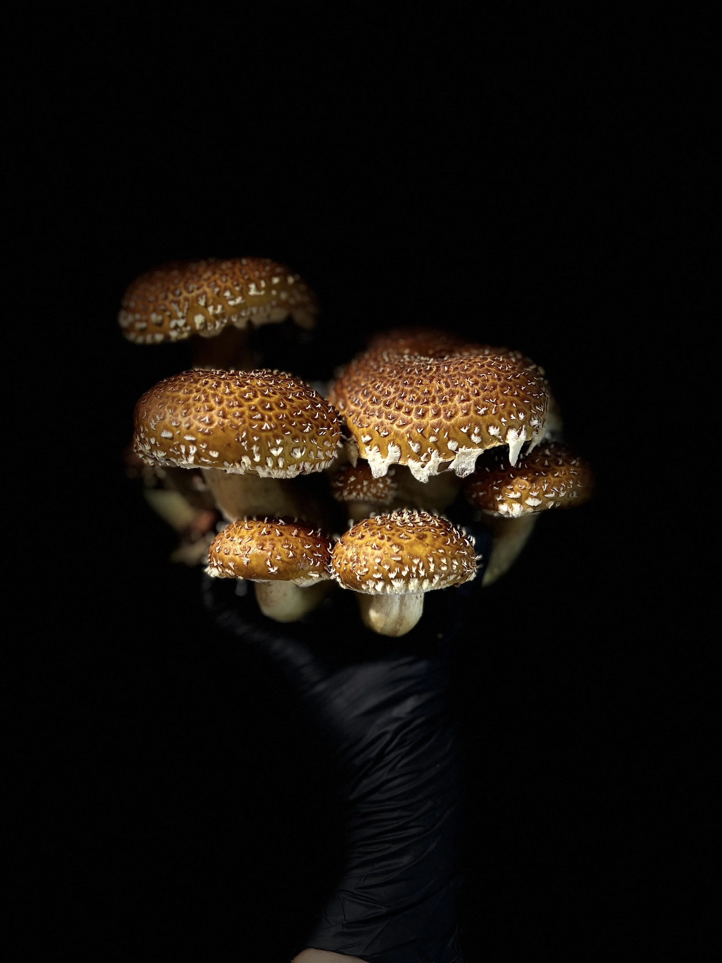 Cluster of chestnut mushrooms