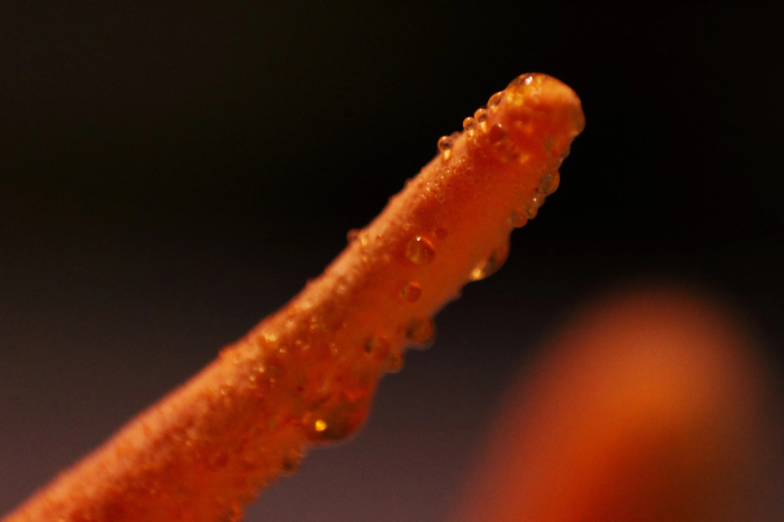 Shop Myzel Risin' High Potency Functional Cordyceps Mushroom Tincture for $38/bottle