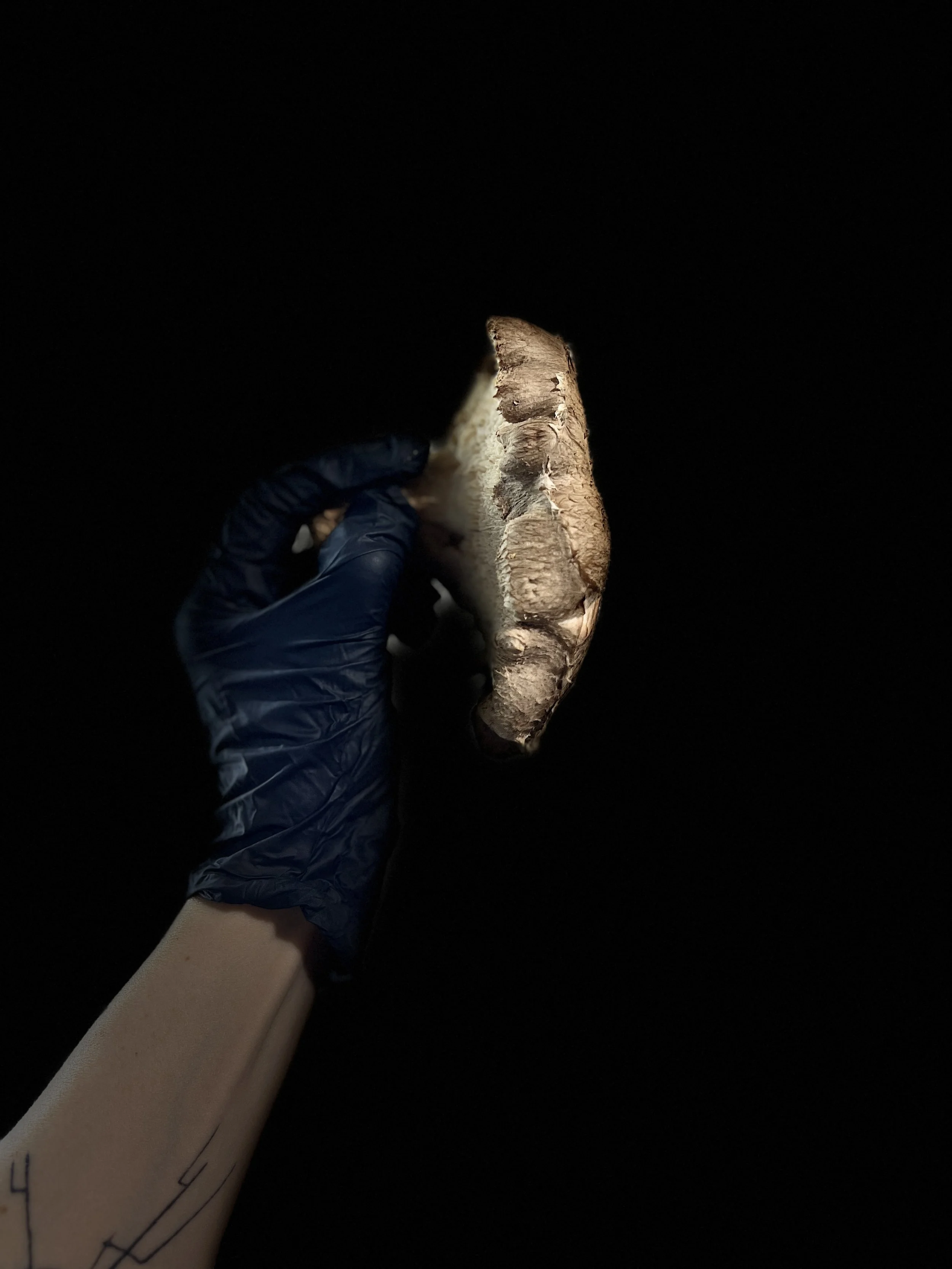 Myzel Risin' Shiitake Mushroom