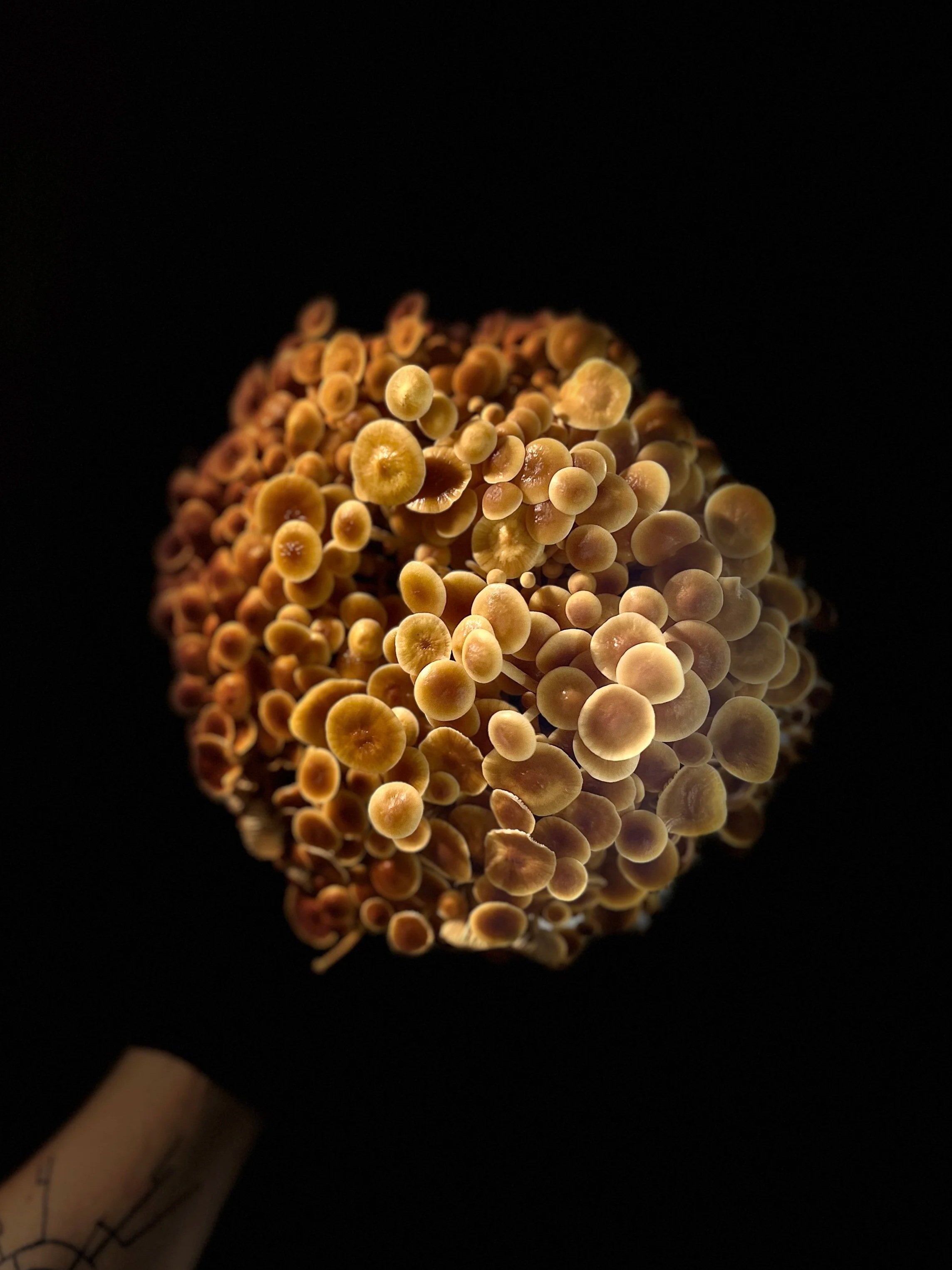 Myzel Risin' Gold Enoki Cluster