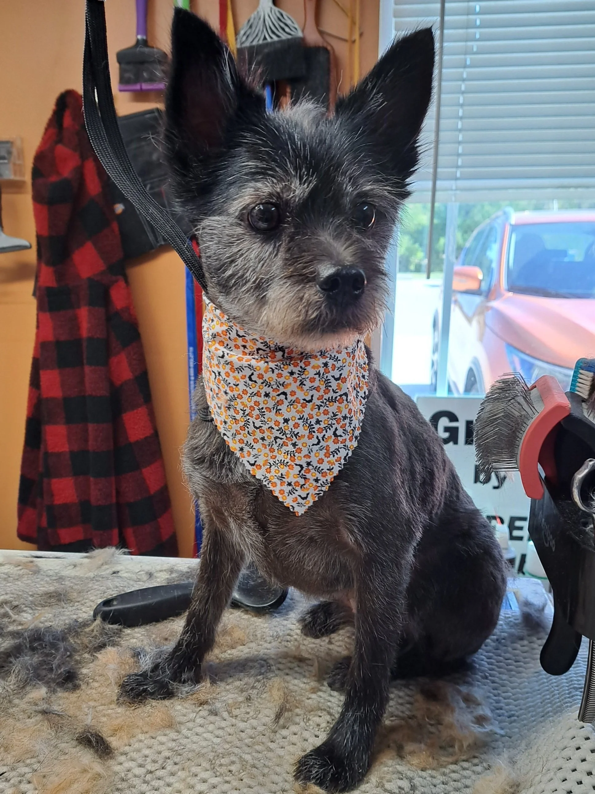Grooming by Trish