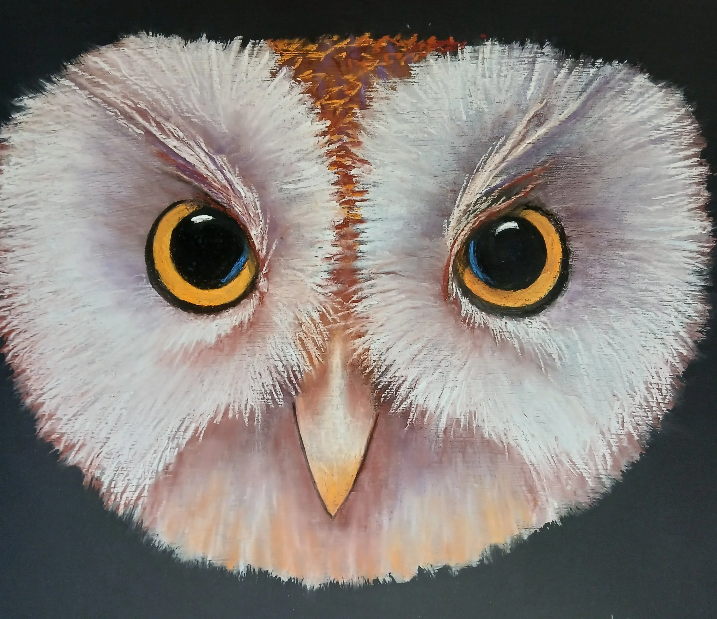 Mal Craig 'Parliament of Owls'