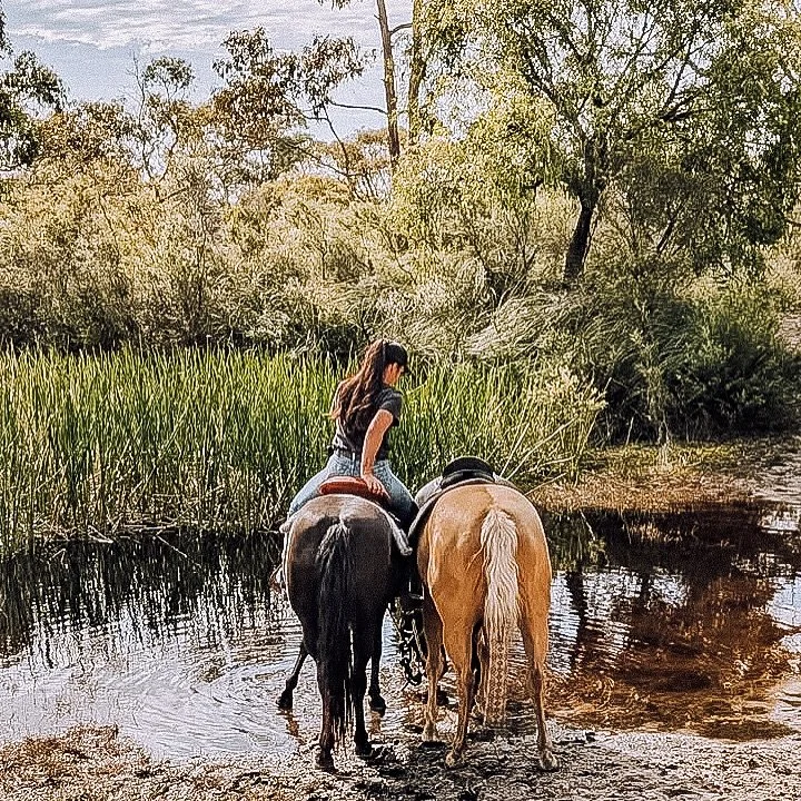 𝘏𝘢𝘱𝘱𝘺 𝘱𝘭𝘢𝘤𝘦 🍃
#flicka #elly 
 
 
 
 
 
 
 
 
 
#dodge #quarterhorse #aqha #palomino #reining #cowhorse #cuttinghorse #reining #horsesofinstagram #horselover #equine #equestrian #countrygirls #western #horses #halterhorse #golden #pony #lif