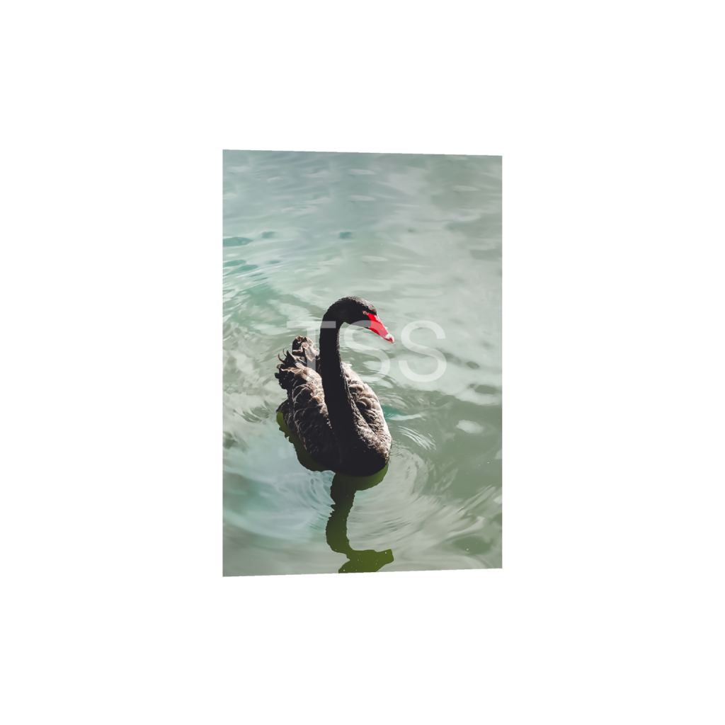 ptq_1_3_300_0_8000_12000_0_false_ffffff_0_0_877b1540498bd253859cdebf2274ec8d.png