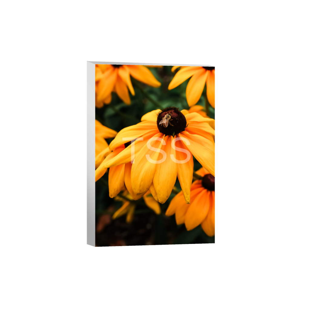 ptq_7_3_0_0_6000_9000_0_false_ffffff_0_0_877b1540498bd253859cdebf2274ec8d.png