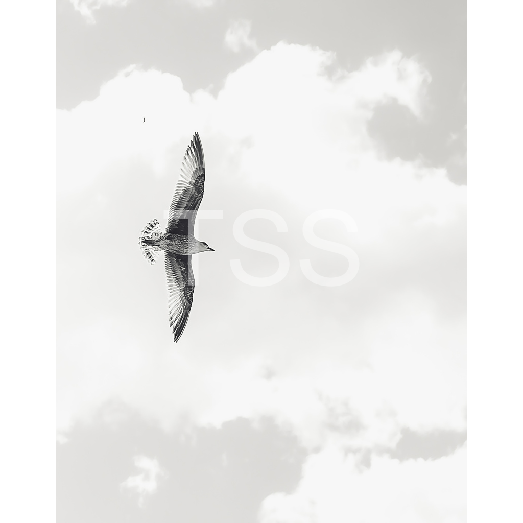 image_original_877b1540498bd253859cdebf2274ec8d.png