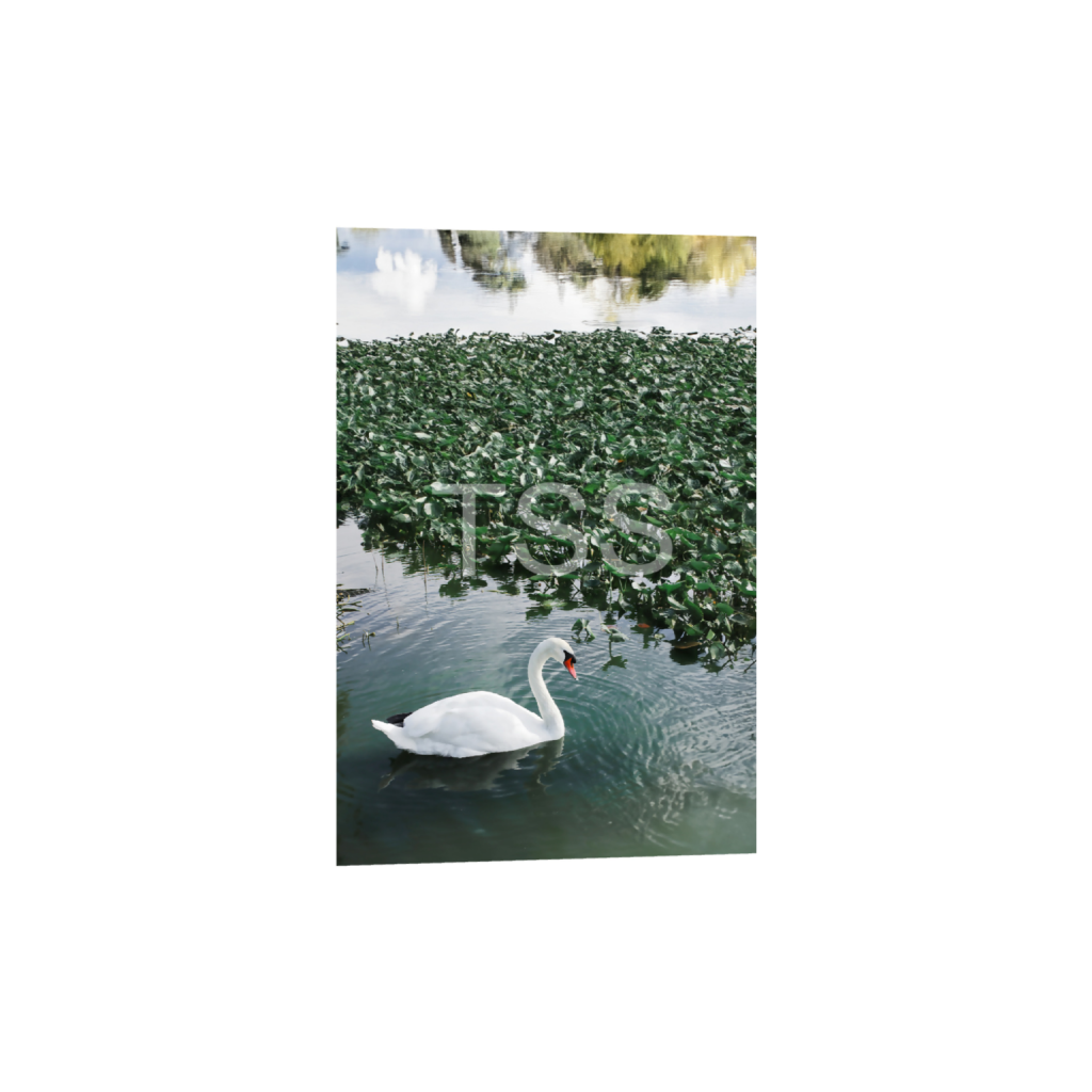 ptq_1_3_0_0_6000_9000_0_true_ffffff_1_1_877b1540498bd253859cdebf2274ec8d.png