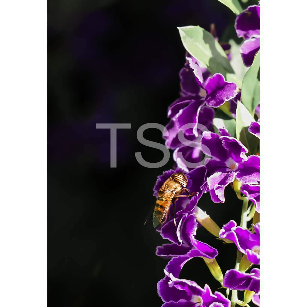image_original_877b1540498bd253859cdebf2274ec8d.png