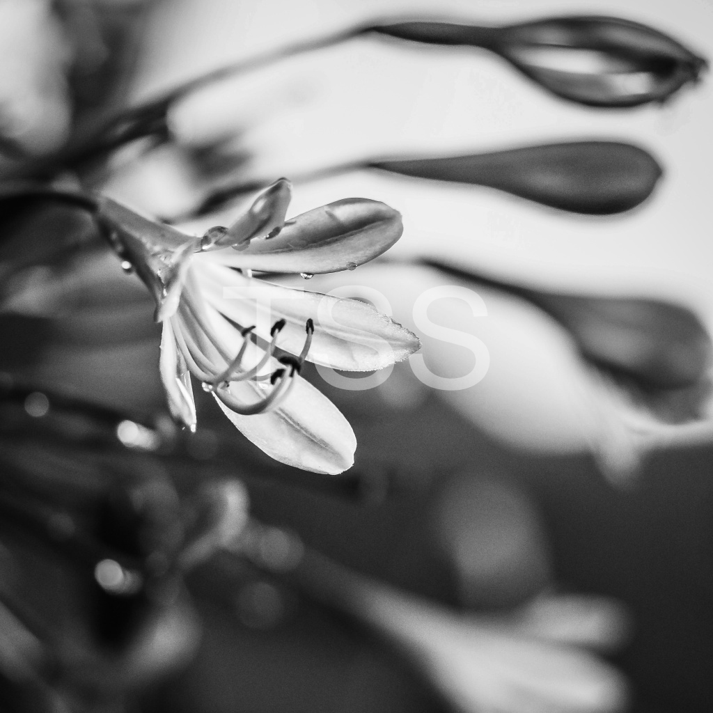 image_original_877b1540498bd253859cdebf2274ec8d.png