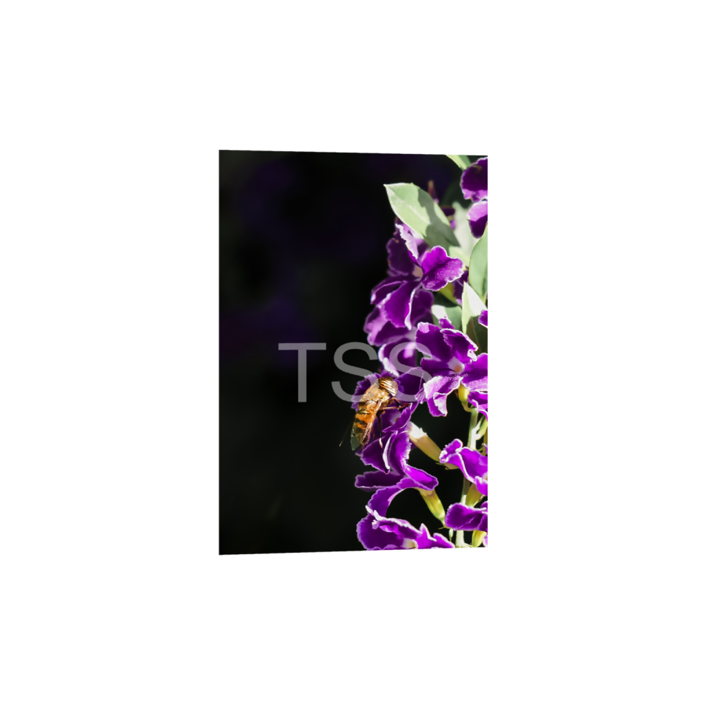 ptq_1_3_425_0_11666_17500_0_true_ffffff_1_1_877b1540498bd253859cdebf2274ec8d.png