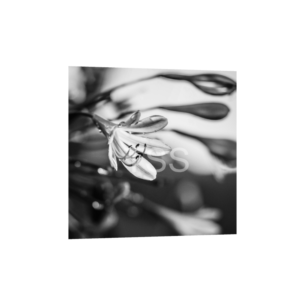 ptq_1_0_0_0_3440_3440_0_false_ffffff_0_0_877b1540498bd253859cdebf2274ec8d.png