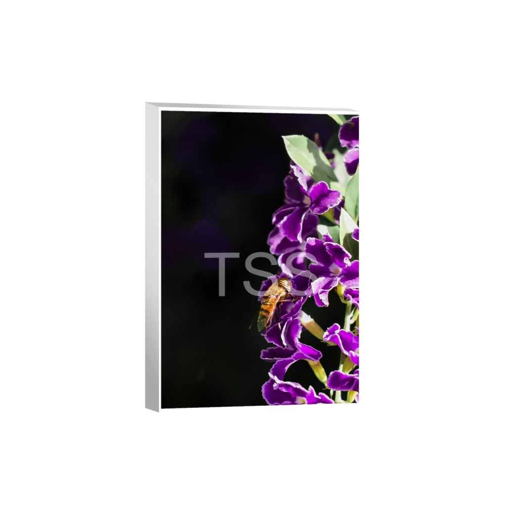 ptq_7_3_425_0_11666_17500_0_true_ffffff_1_1_877b1540498bd253859cdebf2274ec8d.png