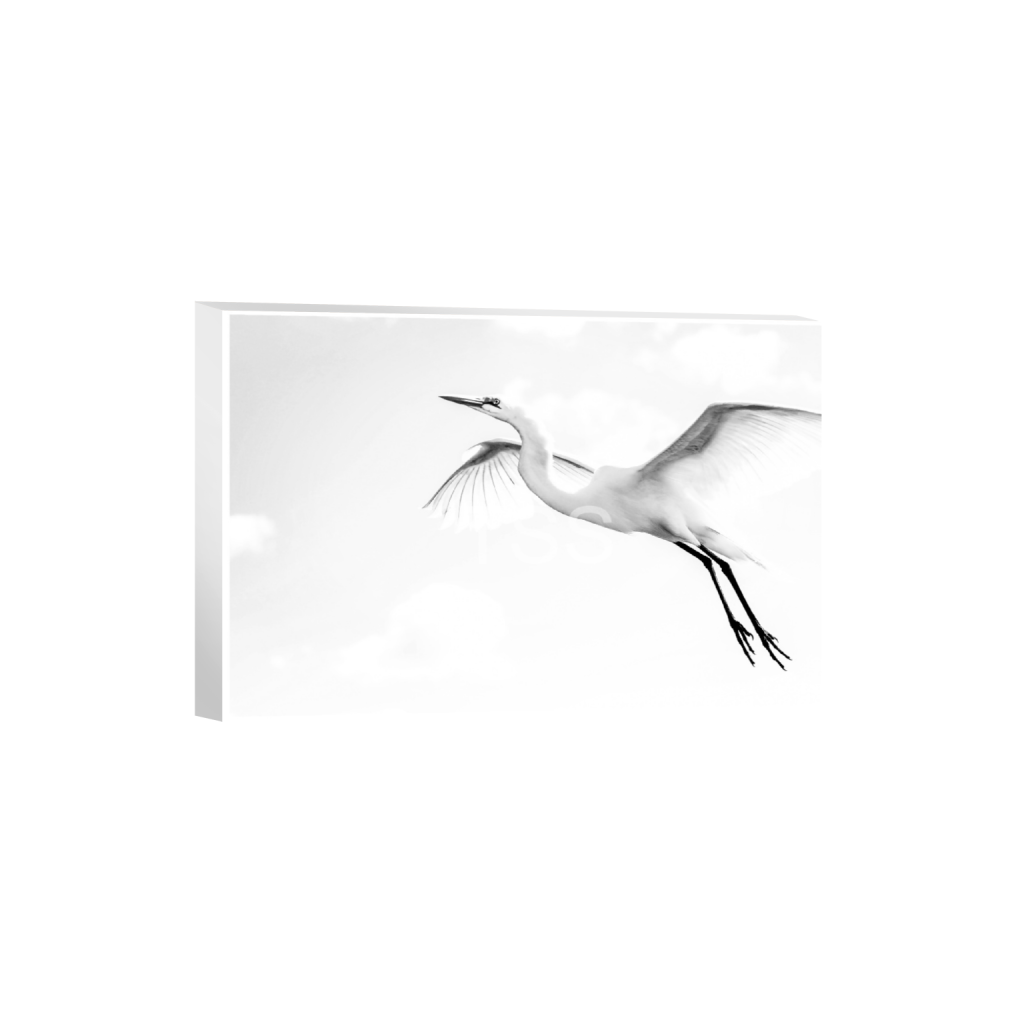 ptq_7_3_0_1077_18000_12000_0_true_ffffff_1_1_877b1540498bd253859cdebf2274ec8d.png
