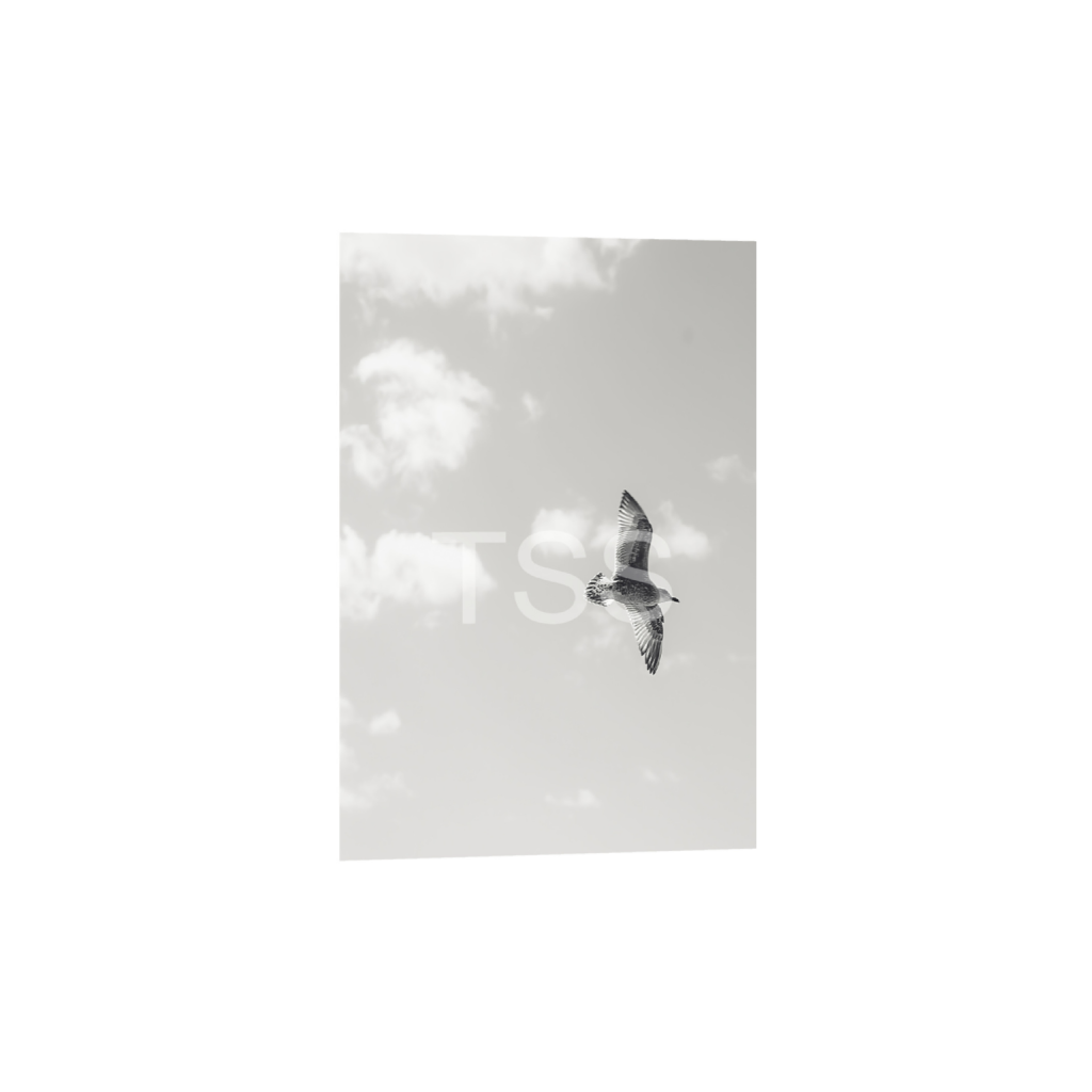 ptq_1_3_1862_0_11666_17500_0_true_ffffff_1_1_877b1540498bd253859cdebf2274ec8d.png