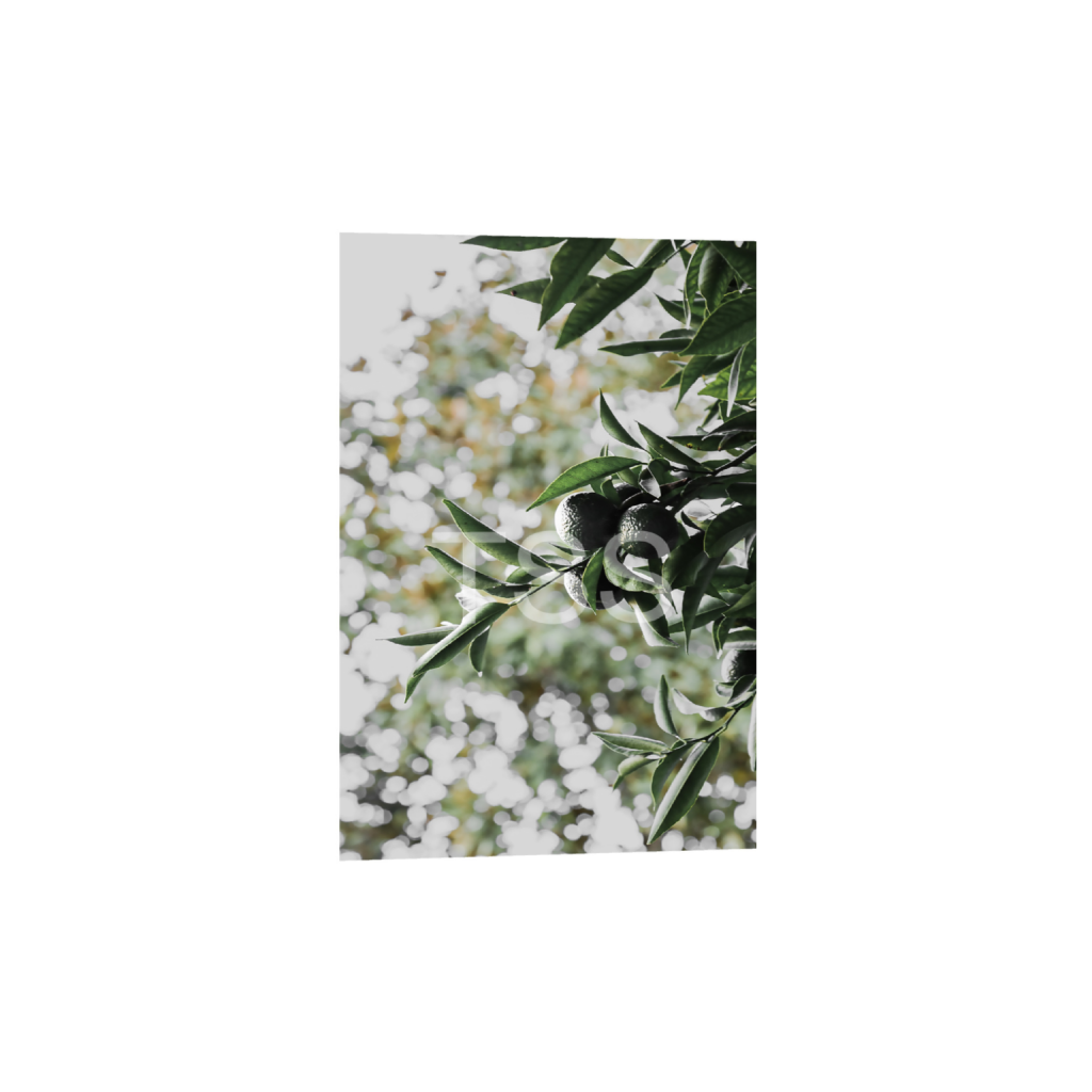 ptq_1_3_500_0_8000_12000_0_true_ffffff_1_1_877b1540498bd253859cdebf2274ec8d.png
