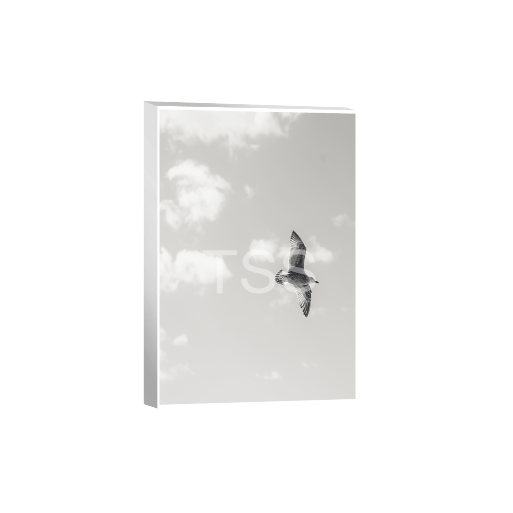 ptq_7_3_1862_0_11666_17500_0_true_ffffff_1_1_877b1540498bd253859cdebf2274ec8d.png