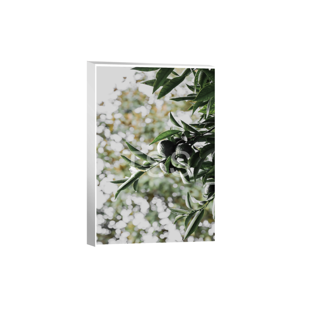 ptq_7_3_500_0_8000_12000_0_true_ffffff_1_1_877b1540498bd253859cdebf2274ec8d.png