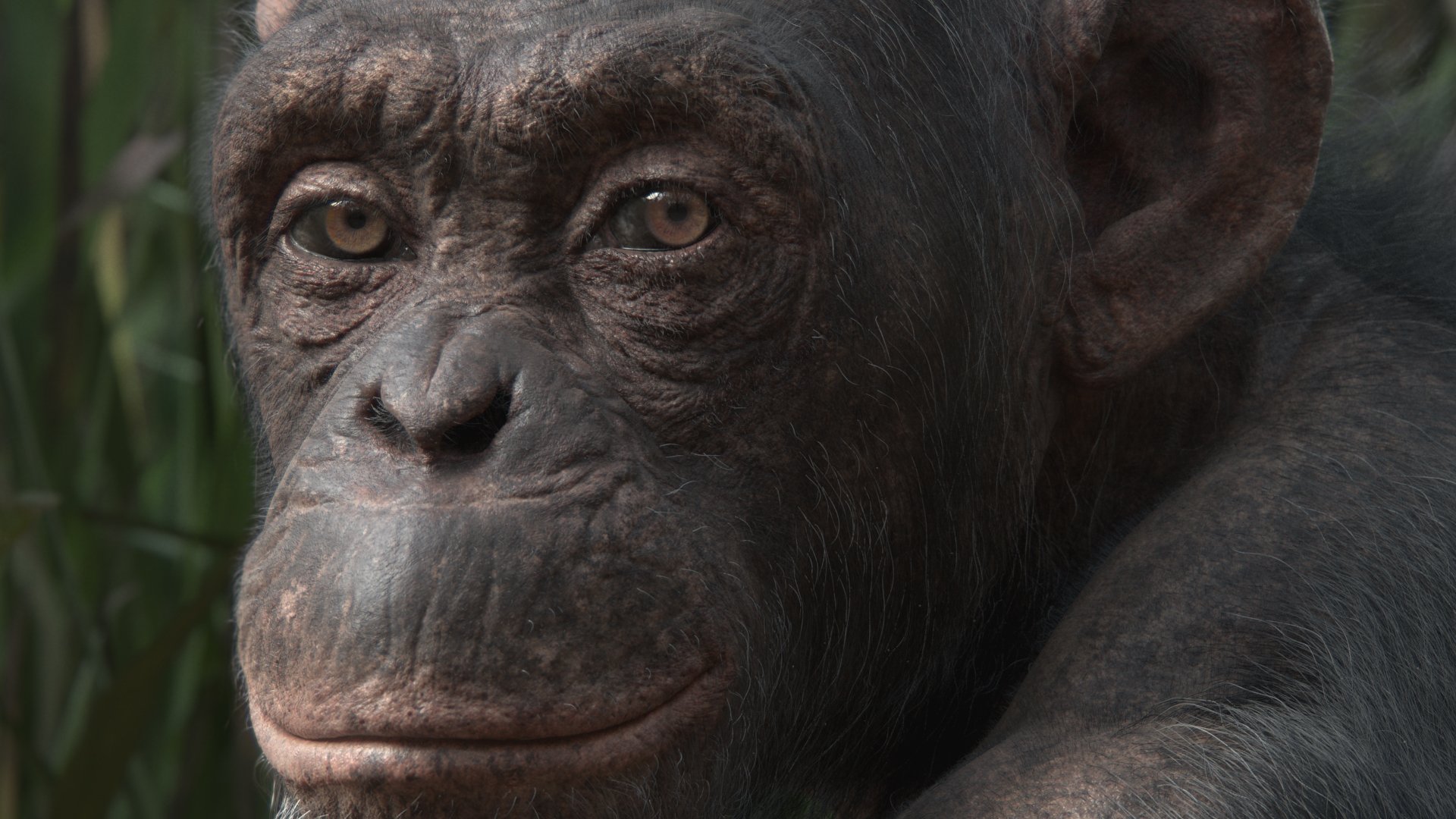 chimpCloseup copy.jpg