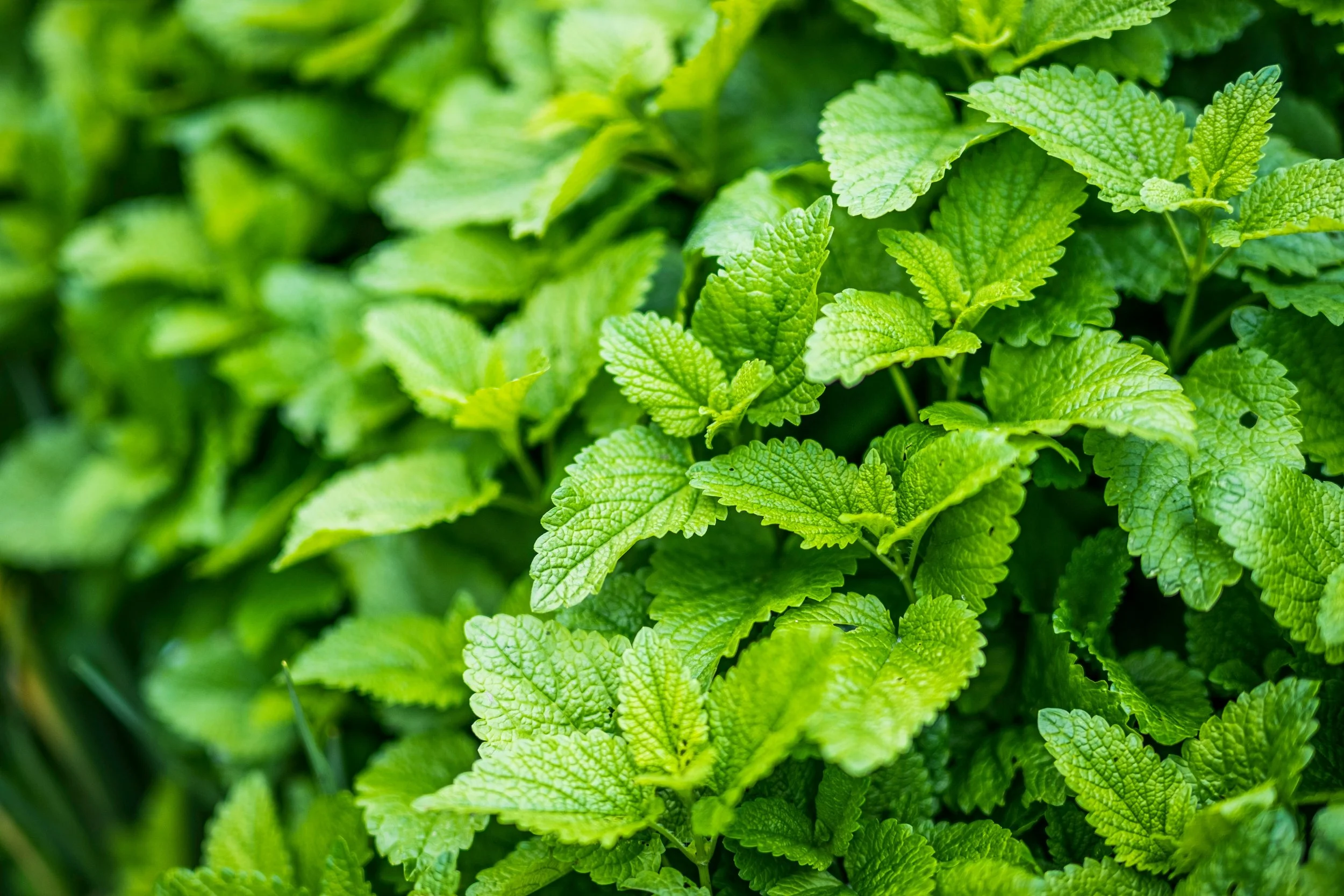 Melissa officinalis (lemon balm) and psoriasis