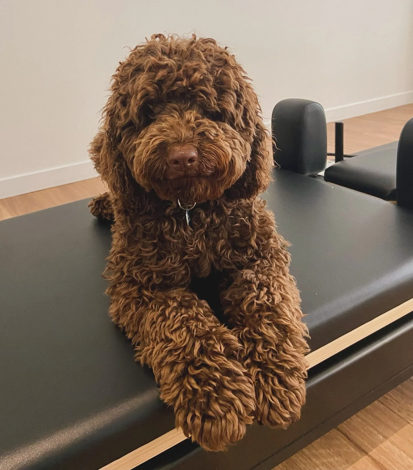 Meet Pretzel Hilton, our new studio dog 🐶
#pretzel #cavoodle #studiodog