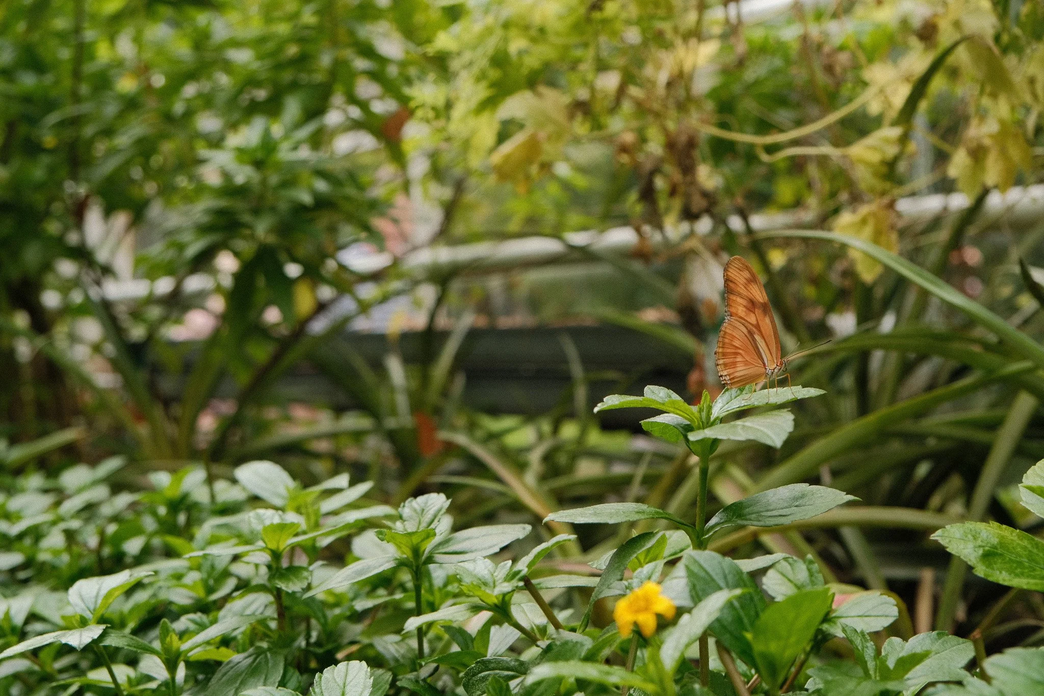 DSCF1168.jpg