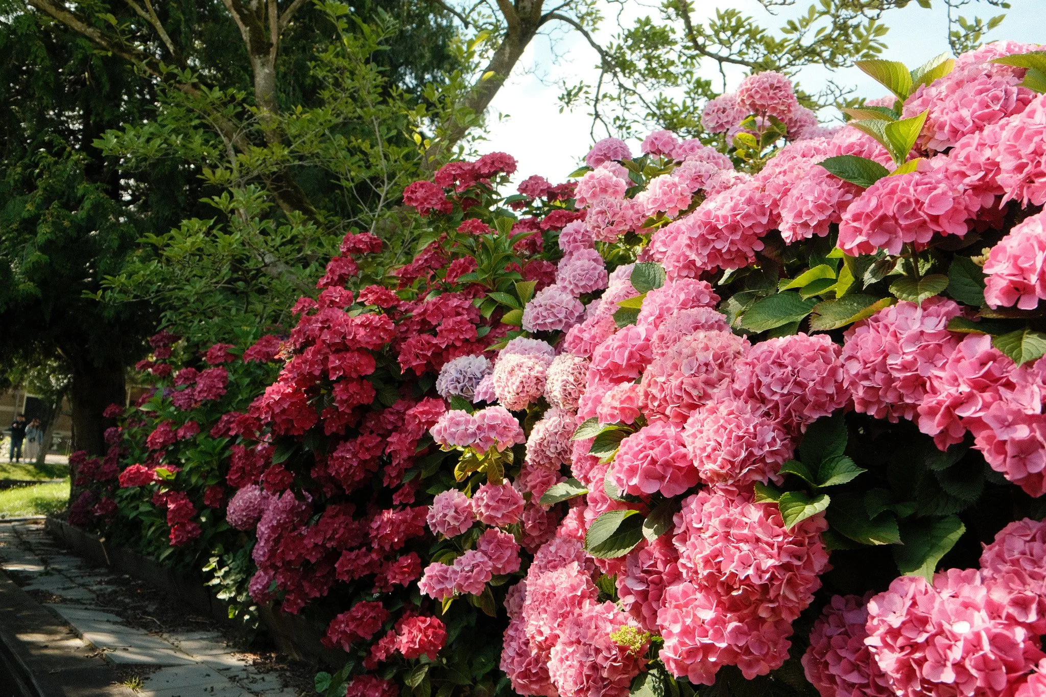 DSCF3448.jpg